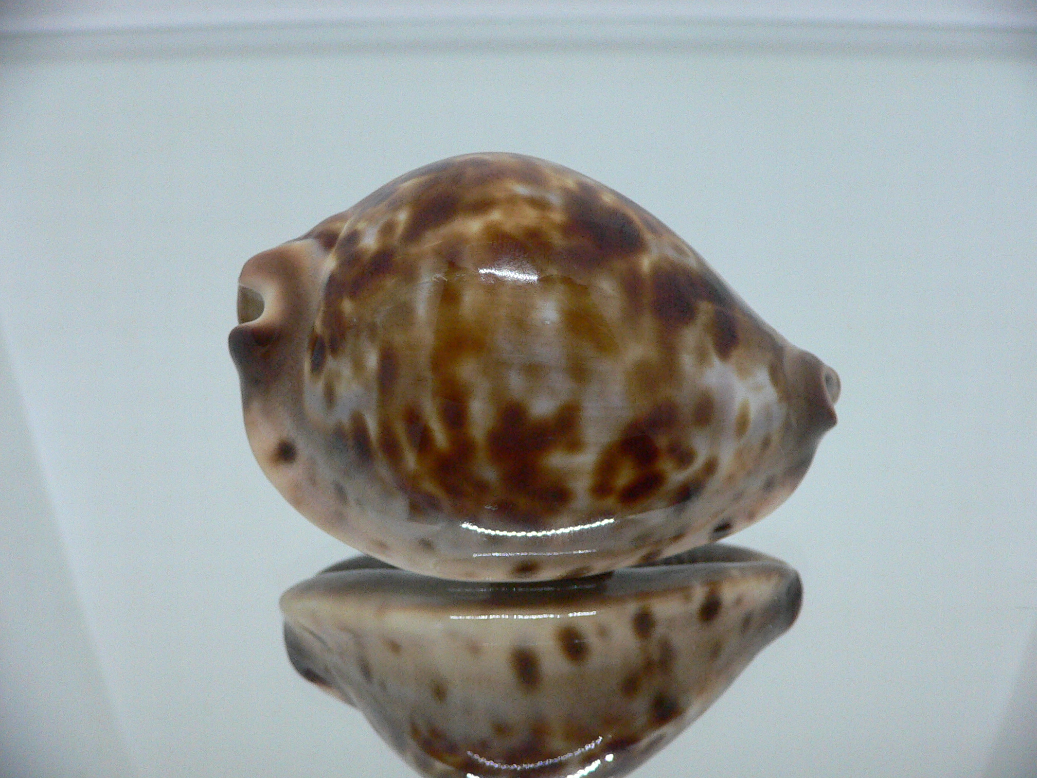 Zoila jeaniana sherylae QUEEN & COLOR