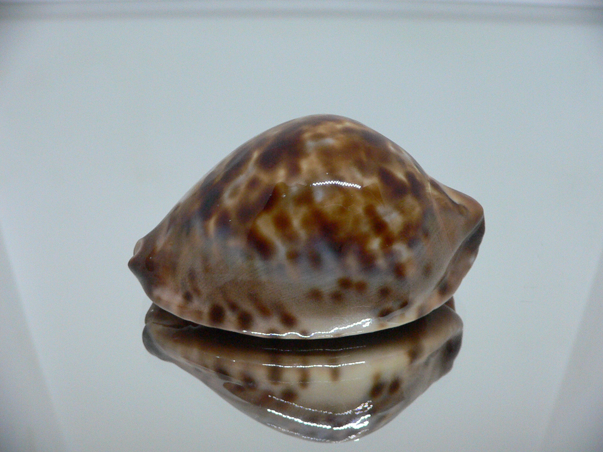 Zoila jeaniana sherylae QUEEN & COLOR