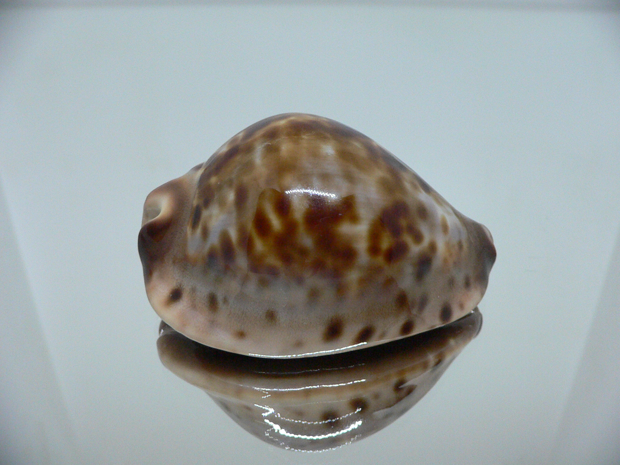 Zoila jeaniana sherylae QUEEN & COLOR