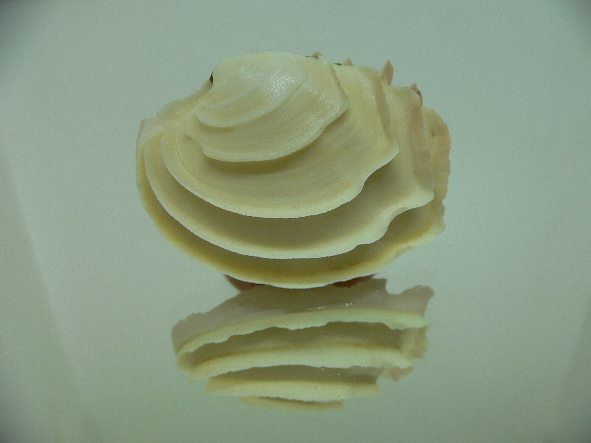 Bassina disjecta VERY GOOD SIZE