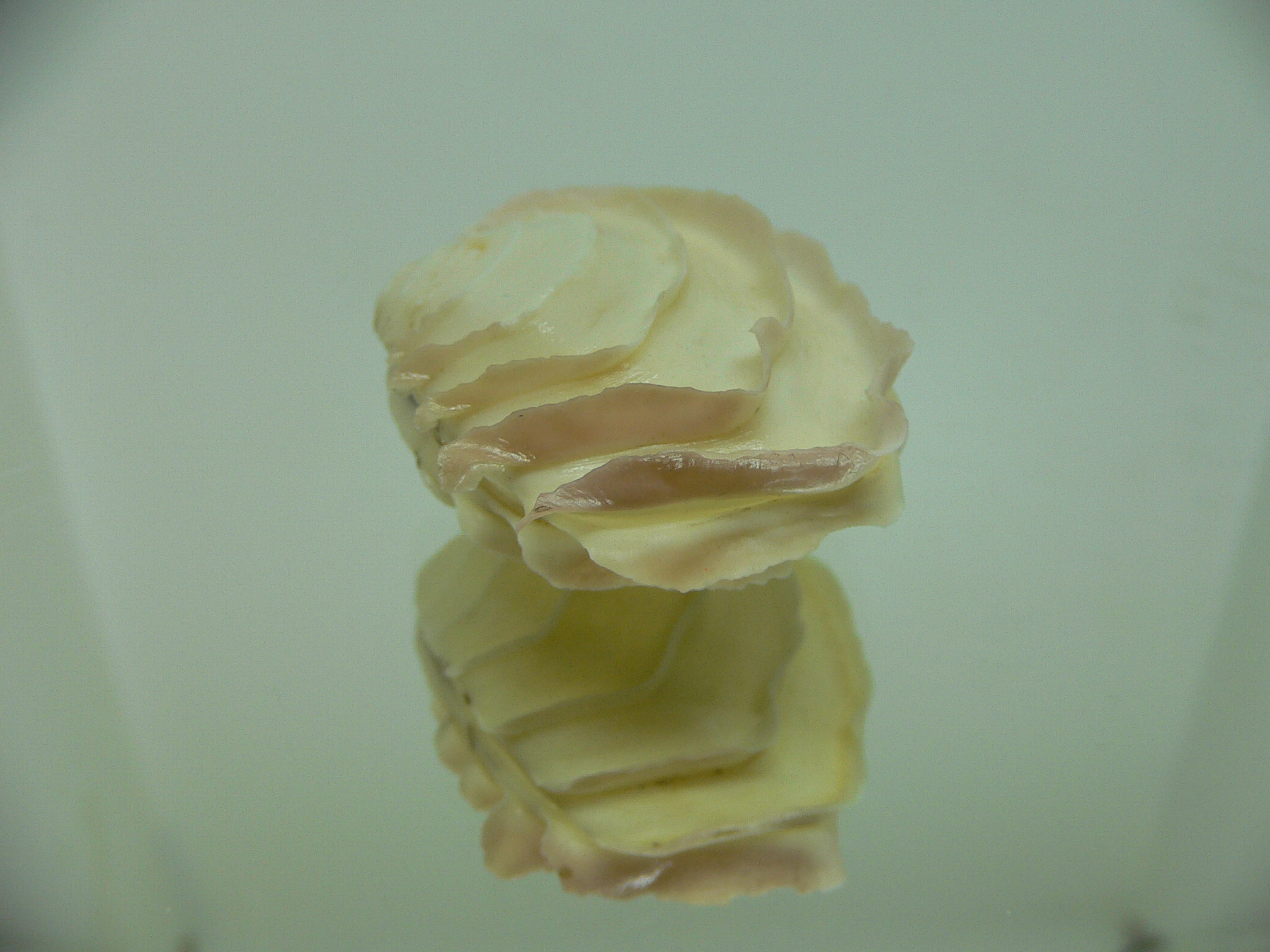 Bassina disjecta VERY GOOD SIZE