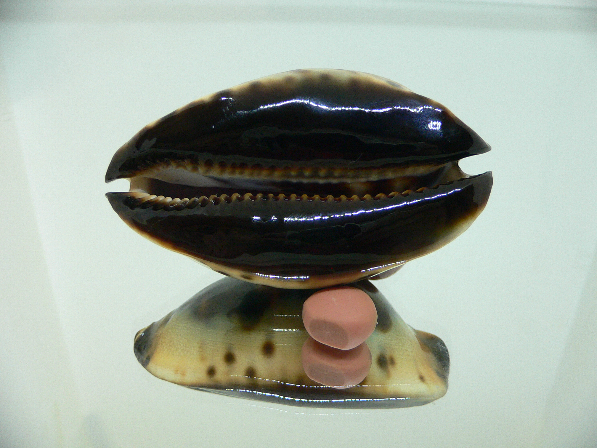 Zoila jeaniana praeclara