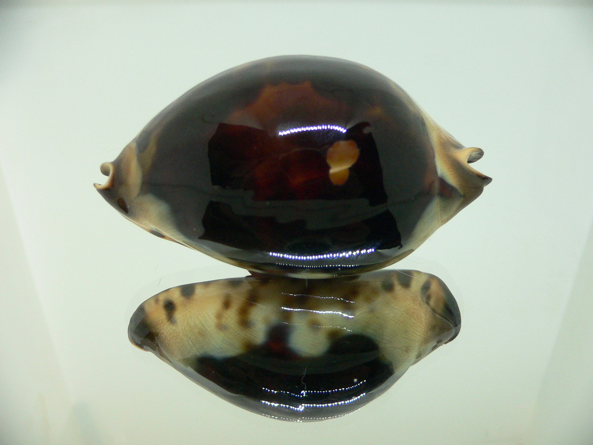 Zoila jeaniana praeclara
