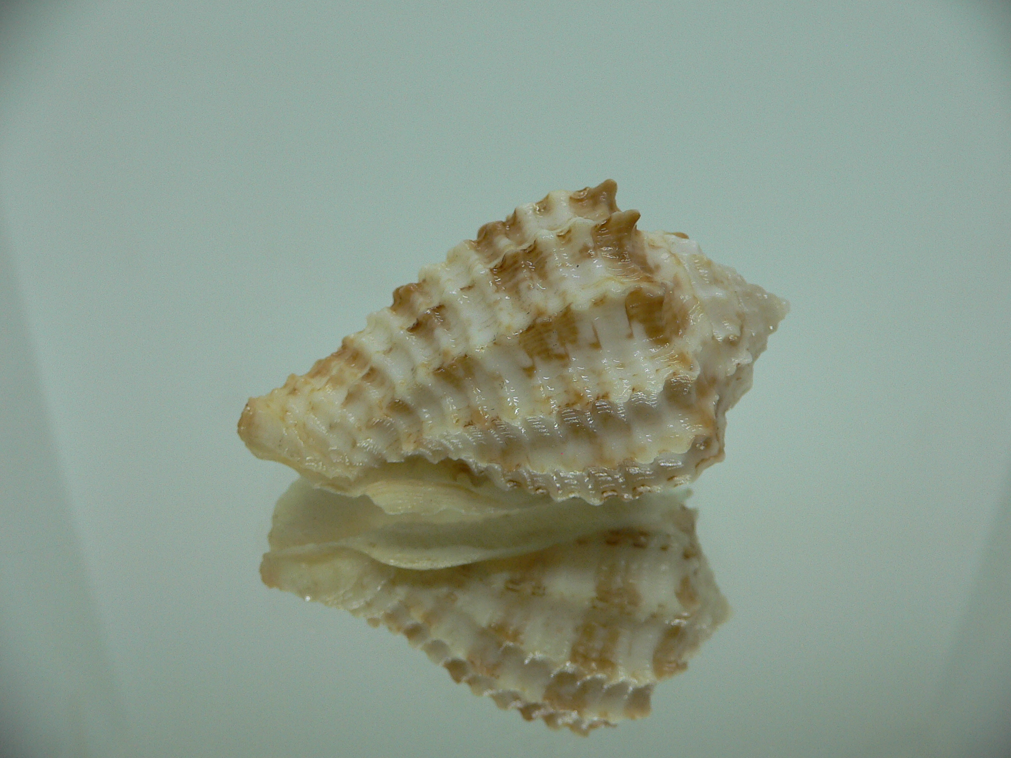 Morum ninomiyai RARE & GIANT