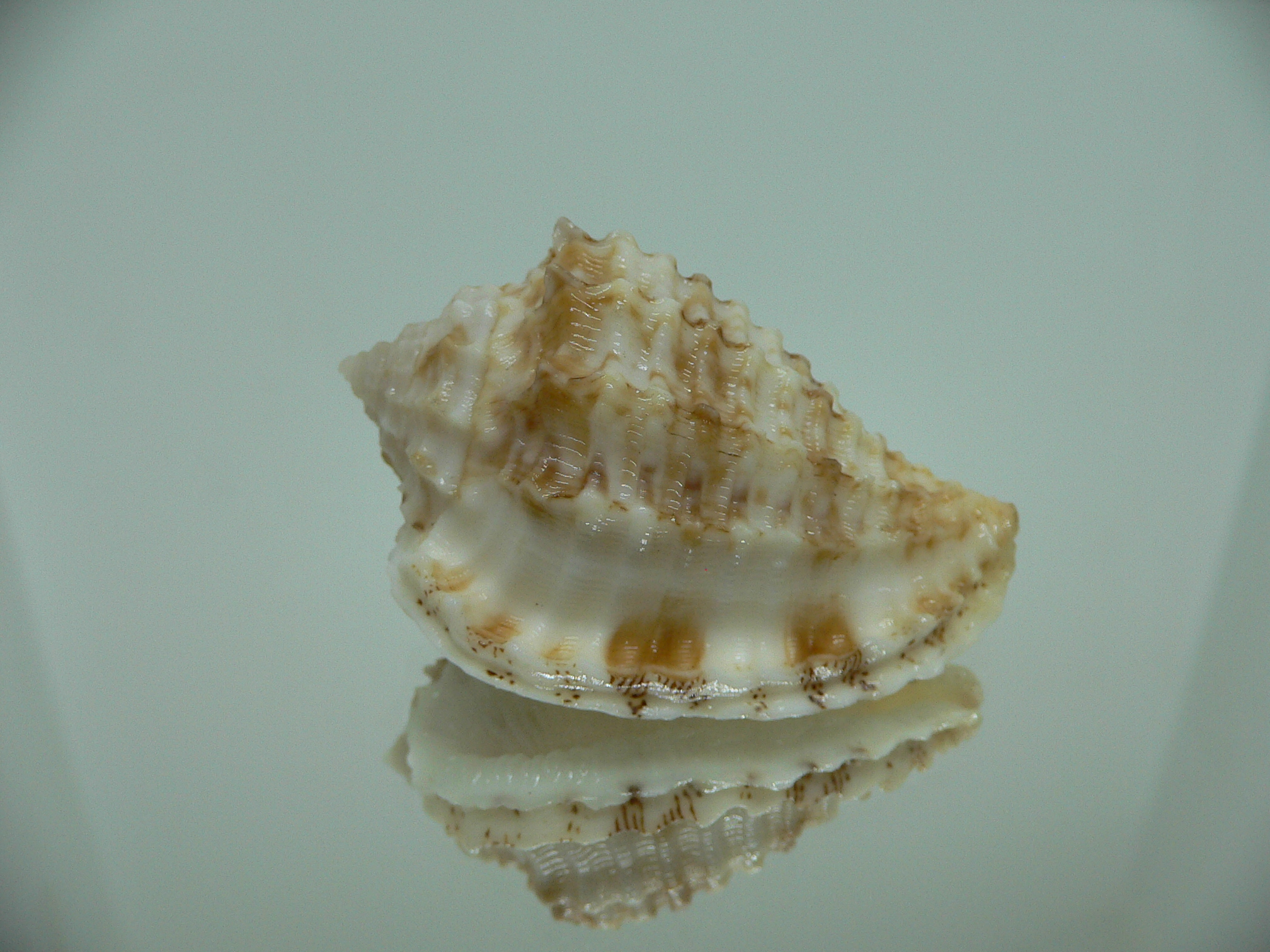 Morum ninomiyai RARE & GIANT