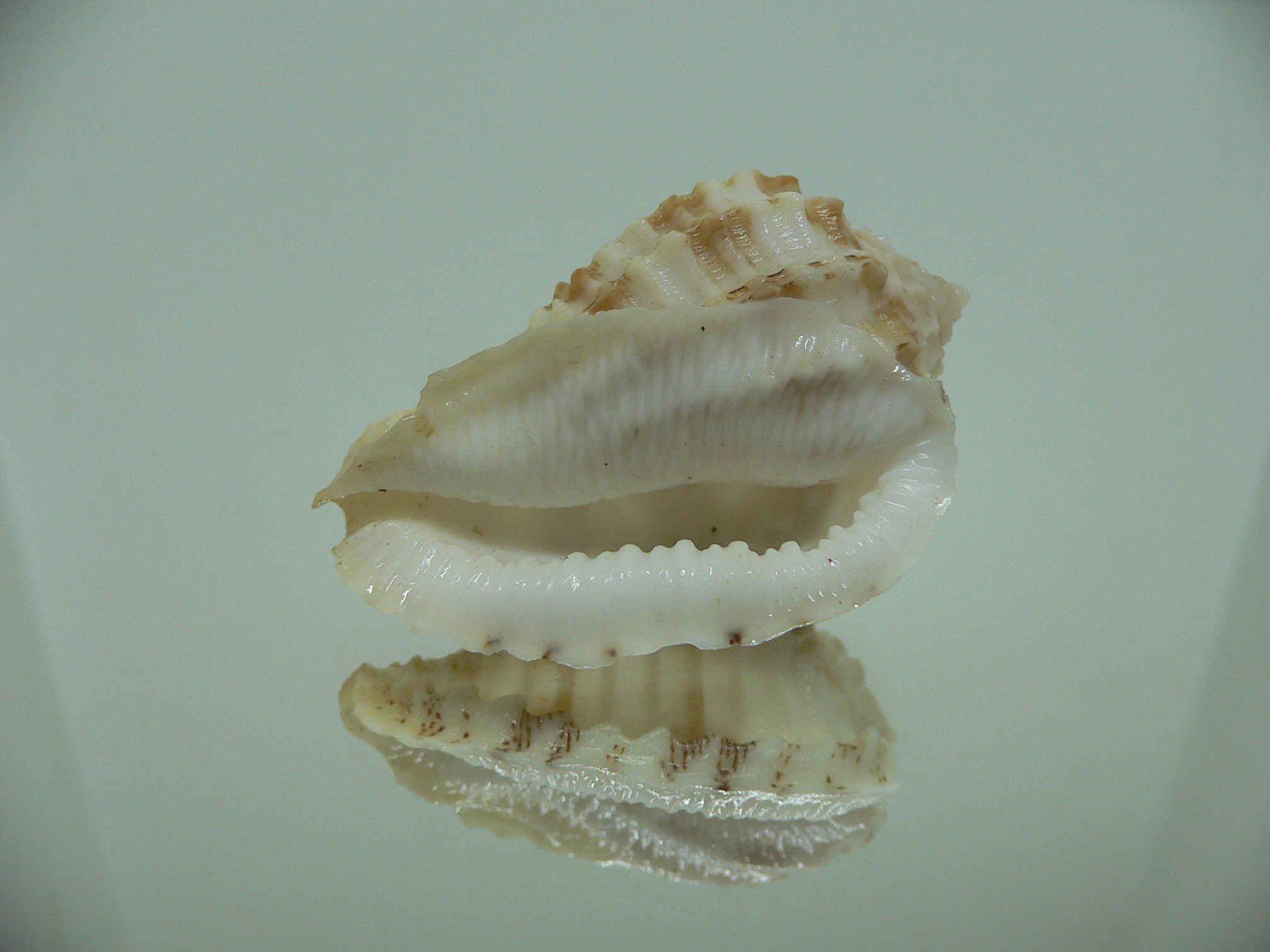 Morum ninomiyai RARE & GIANT