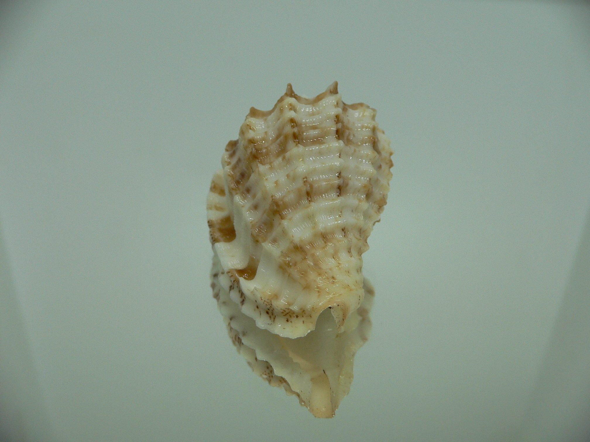 Morum ninomiyai RARE & GIANT