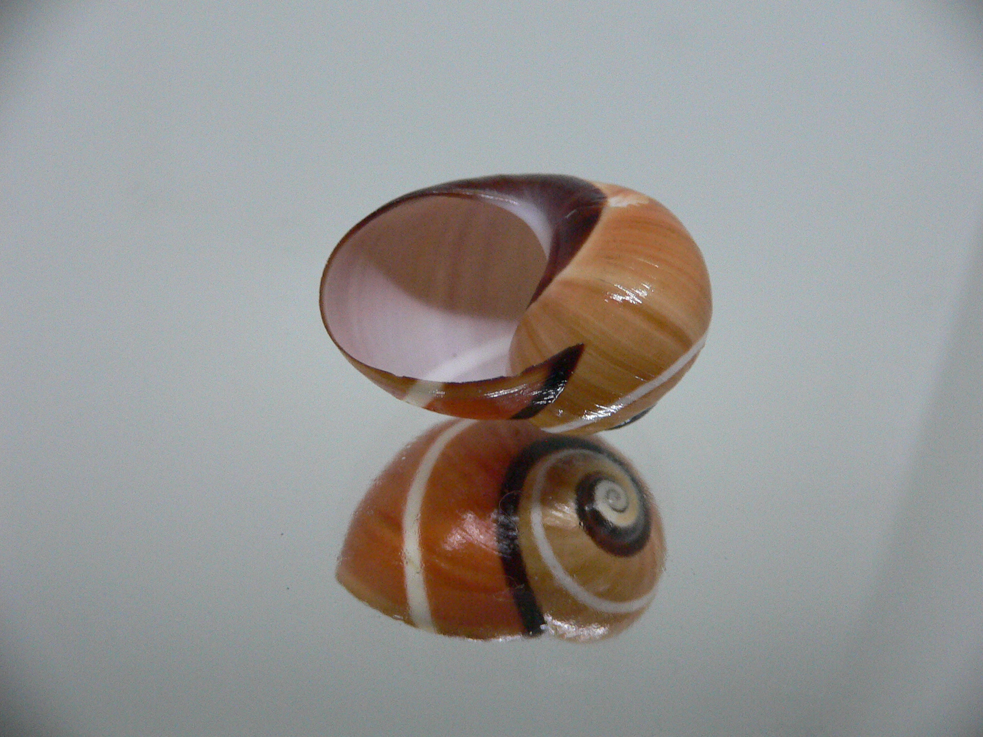 Polymita picta cf. picta RARE