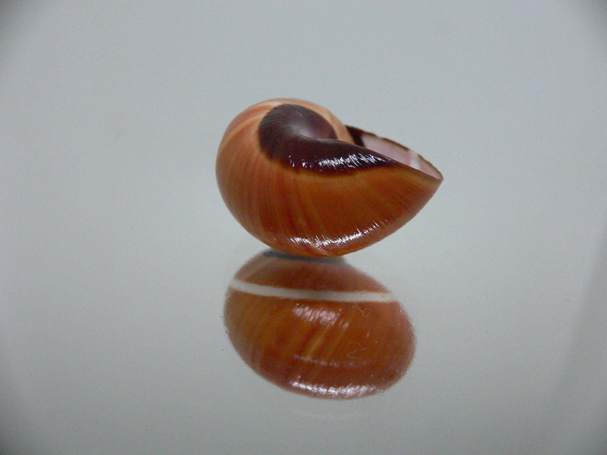 Polymita picta cf. picta RARE