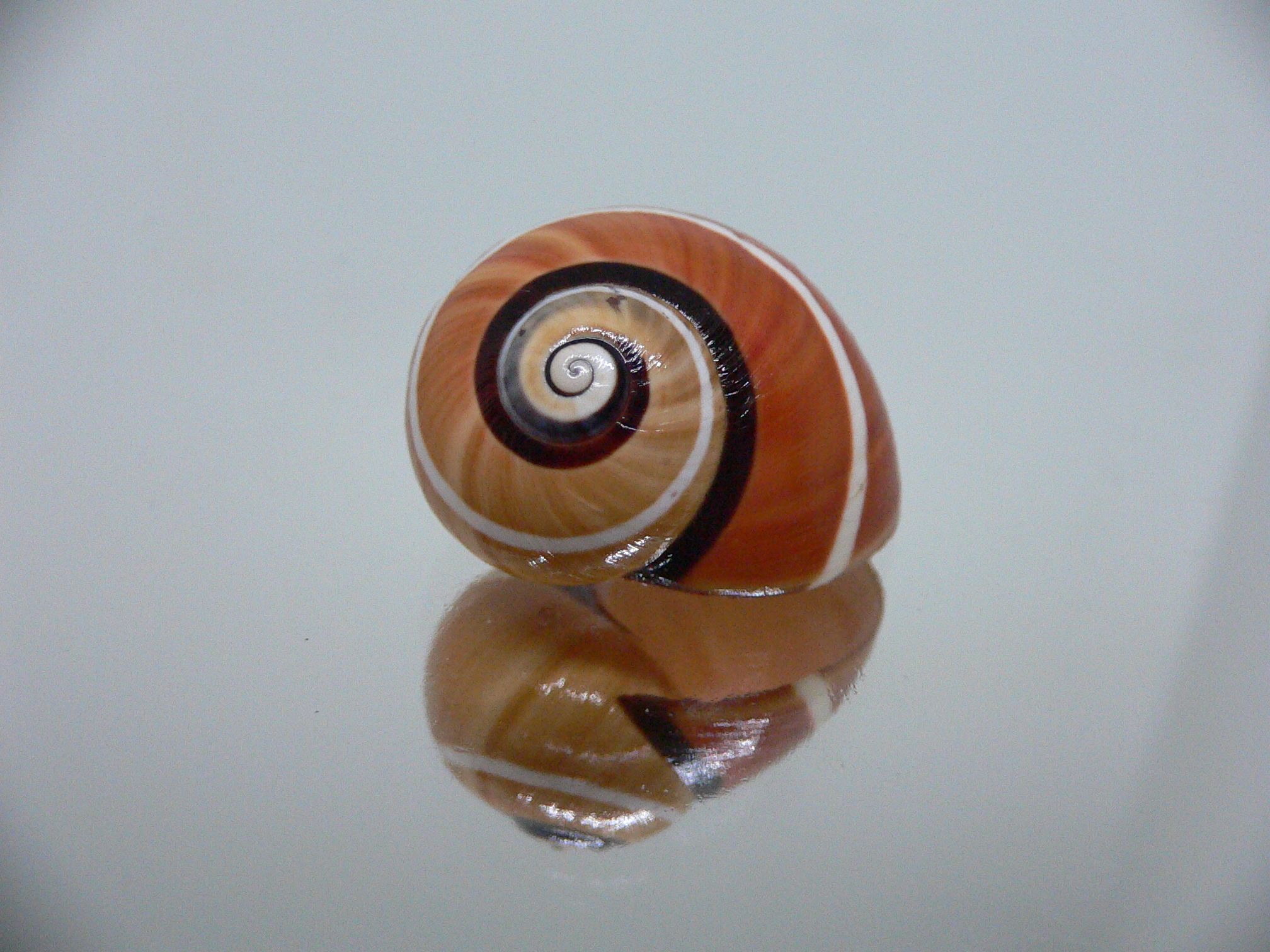 Polymita picta cf. picta RARE