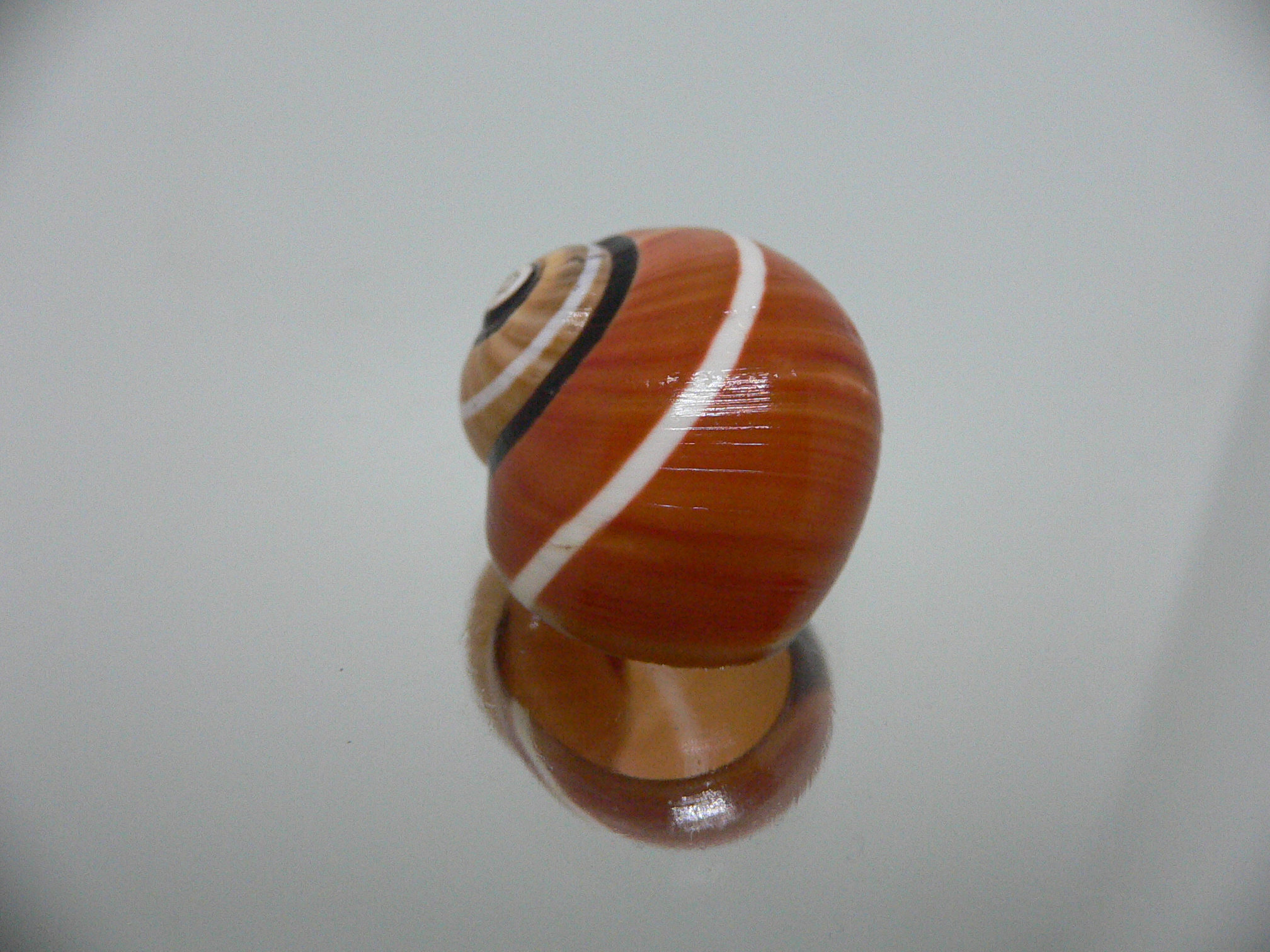 Polymita picta cf. picta RARE