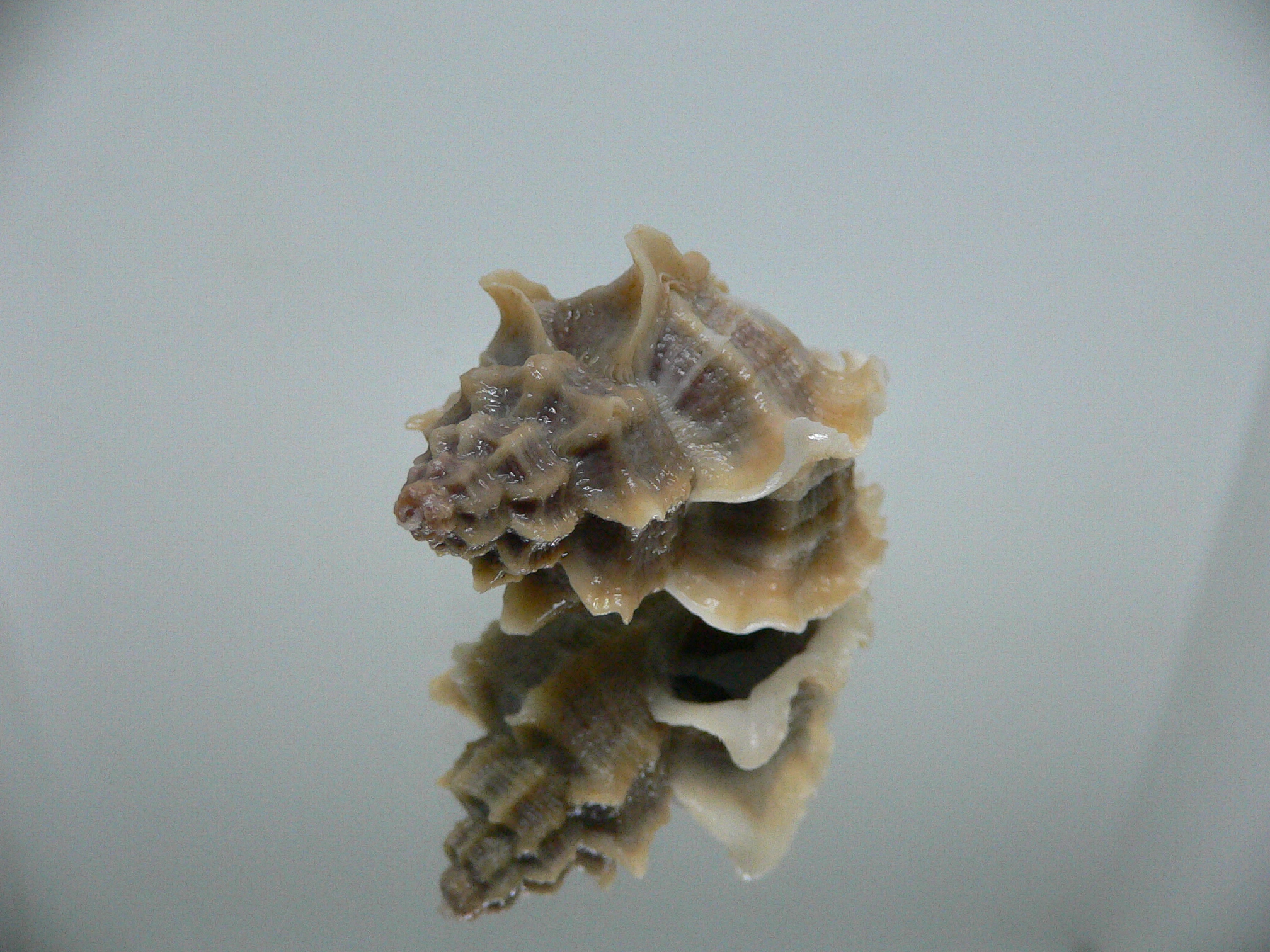 Ocenebra inornata BIG, CURLY & NORTHERN FORM