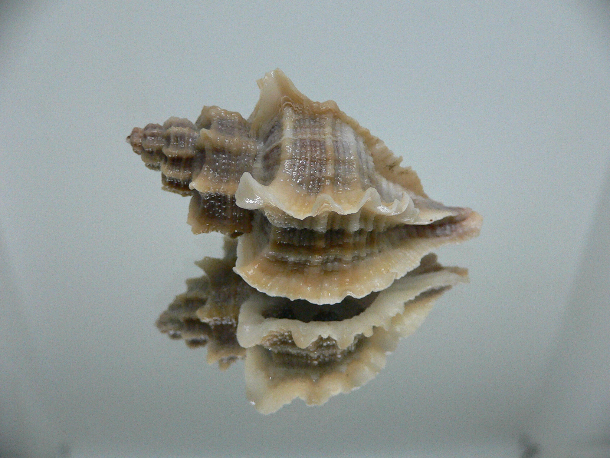 Ocenebra inornata BIG, CURLY & NORTHERN FORM