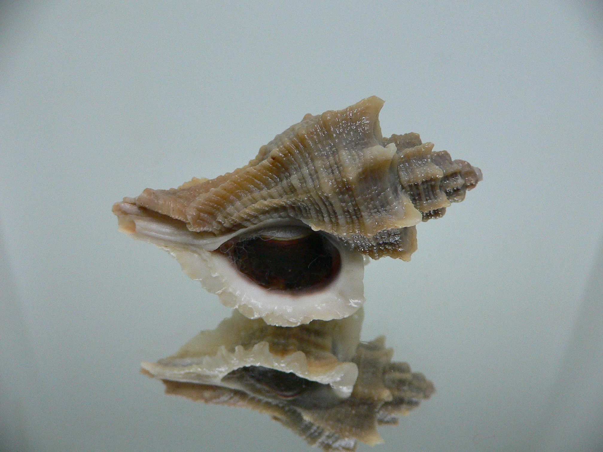 Ocenebra inornata BIG, CURLY & NORTHERN FORM