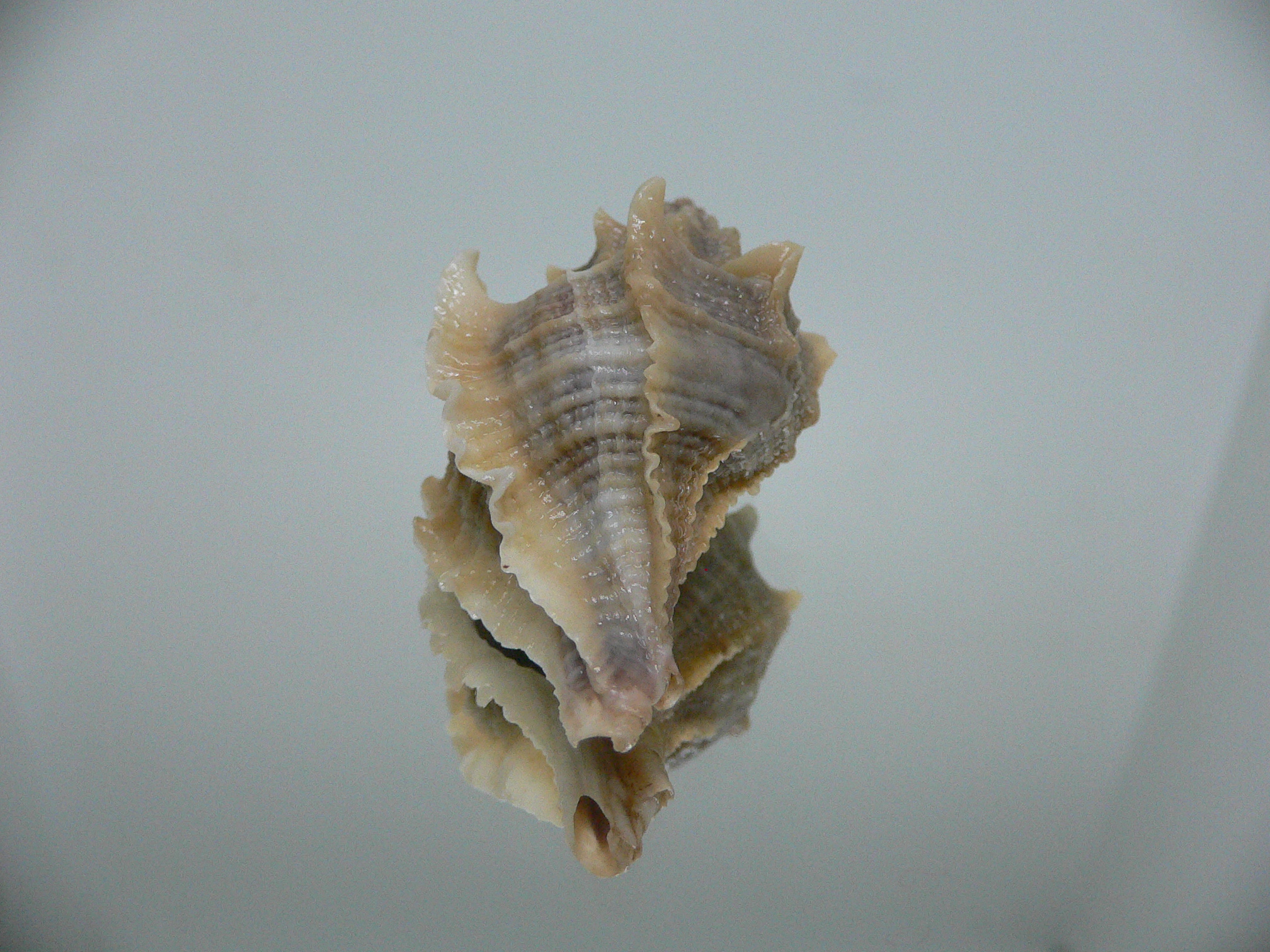 Ocenebra inornata BIG, CURLY & NORTHERN FORM