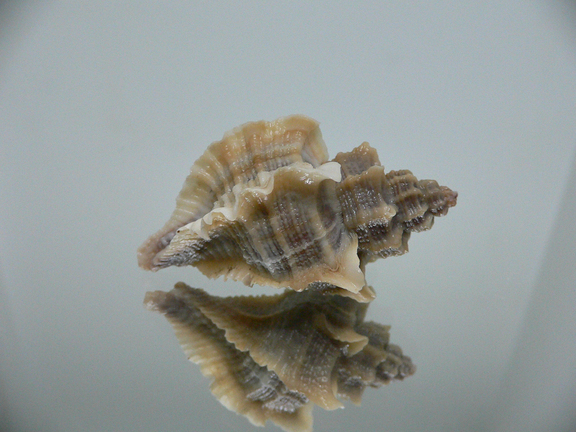 Ocenebra inornata BIG, CURLY & NORTHERN FORM