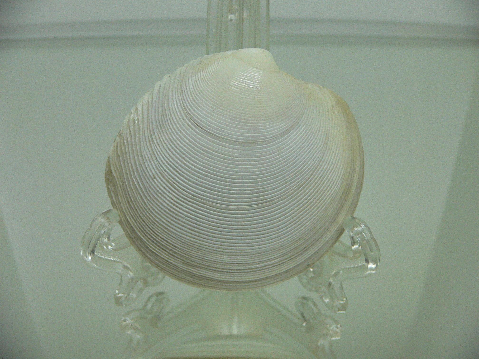 Dosinia japonica BIG