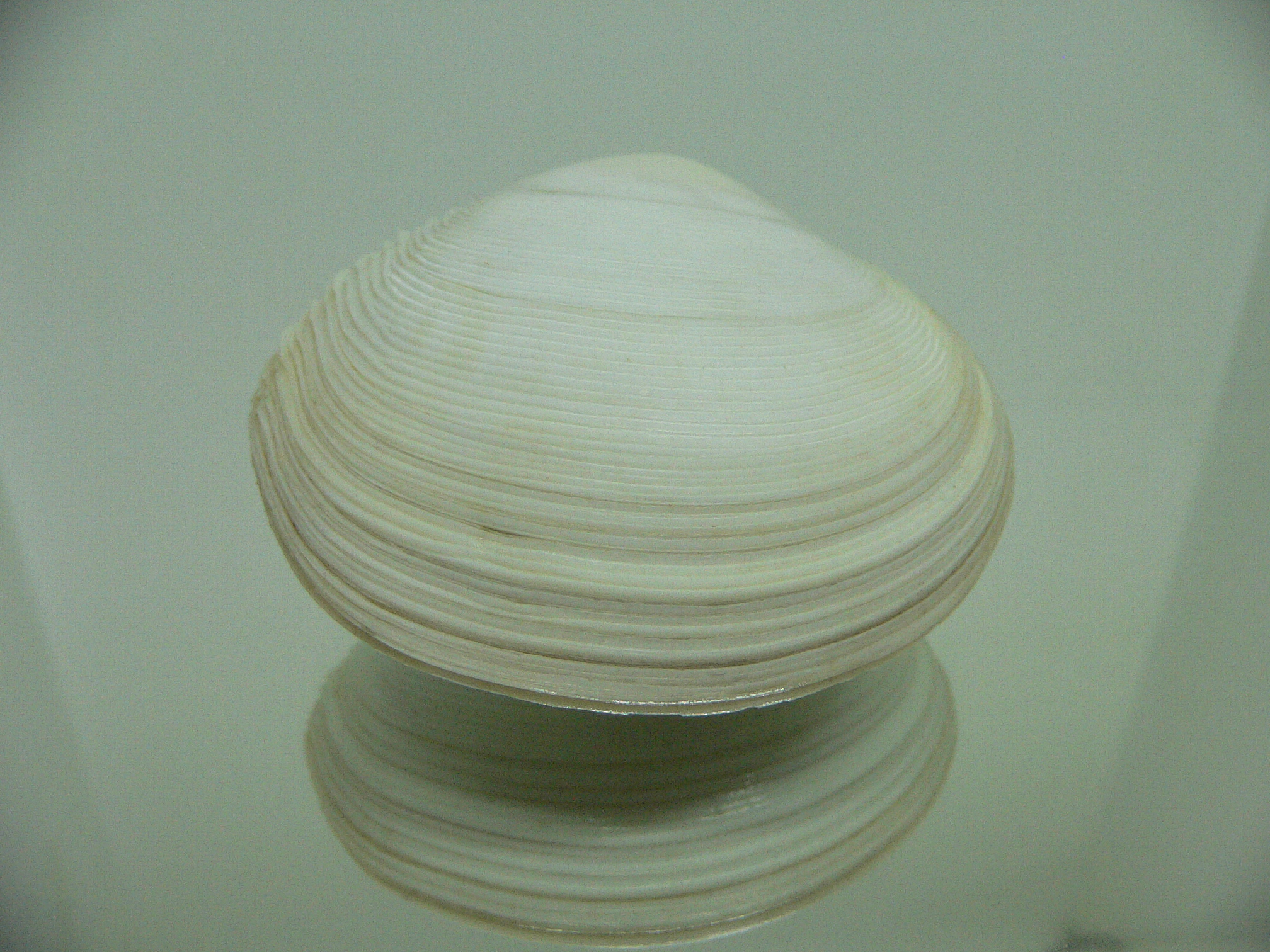 Dosinia japonica BIG