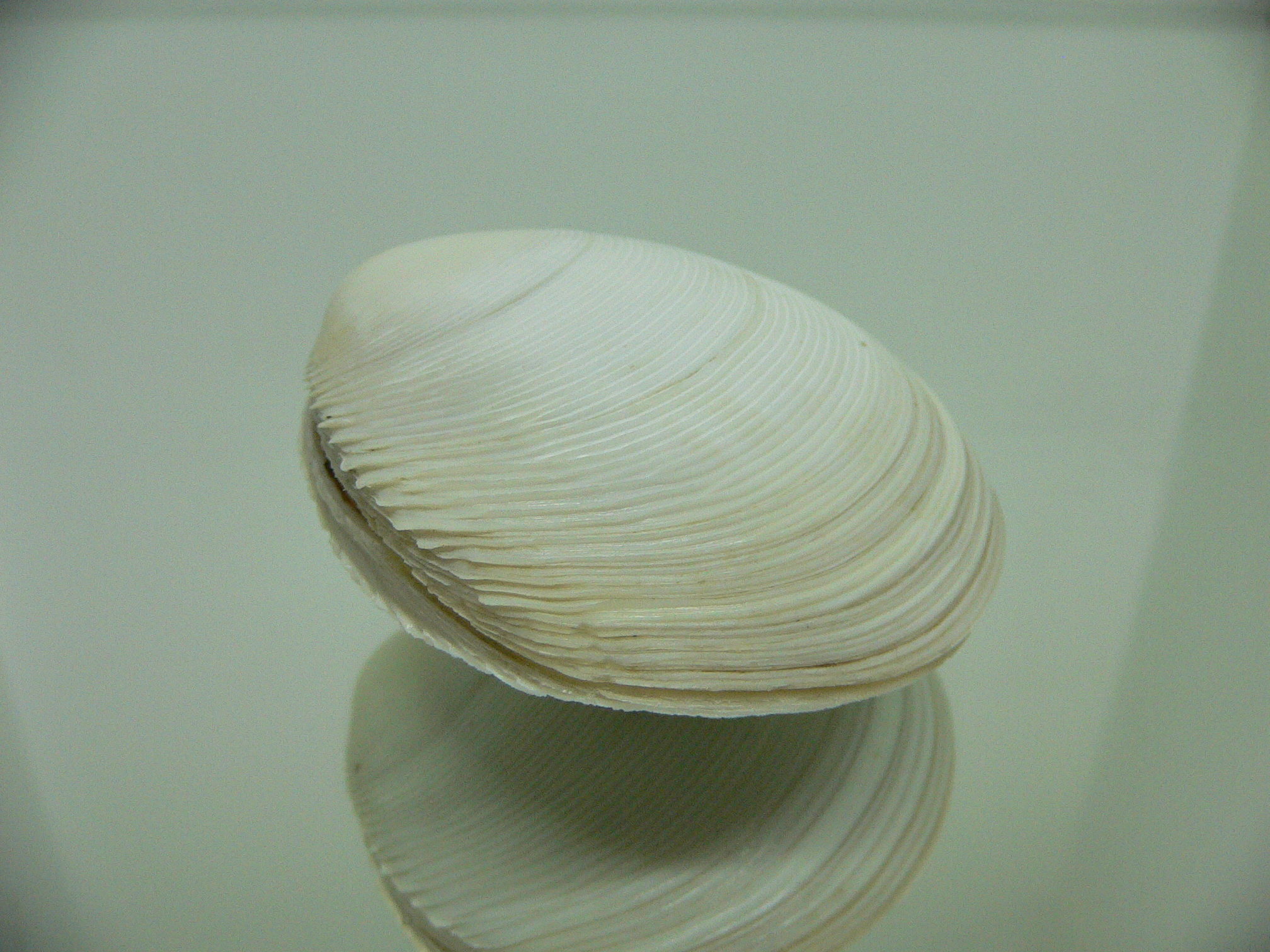 Dosinia japonica BIG