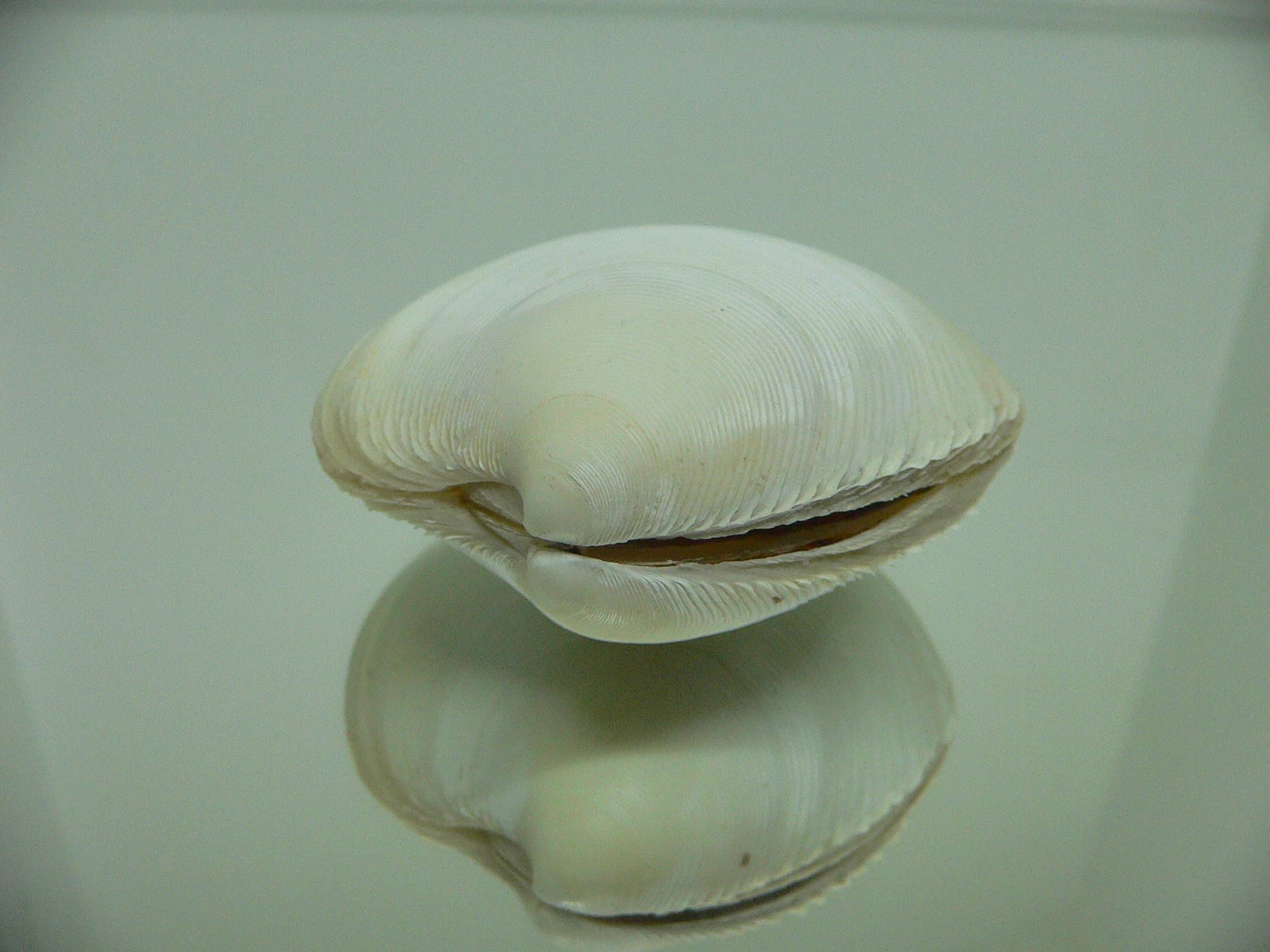 Dosinia japonica BIG
