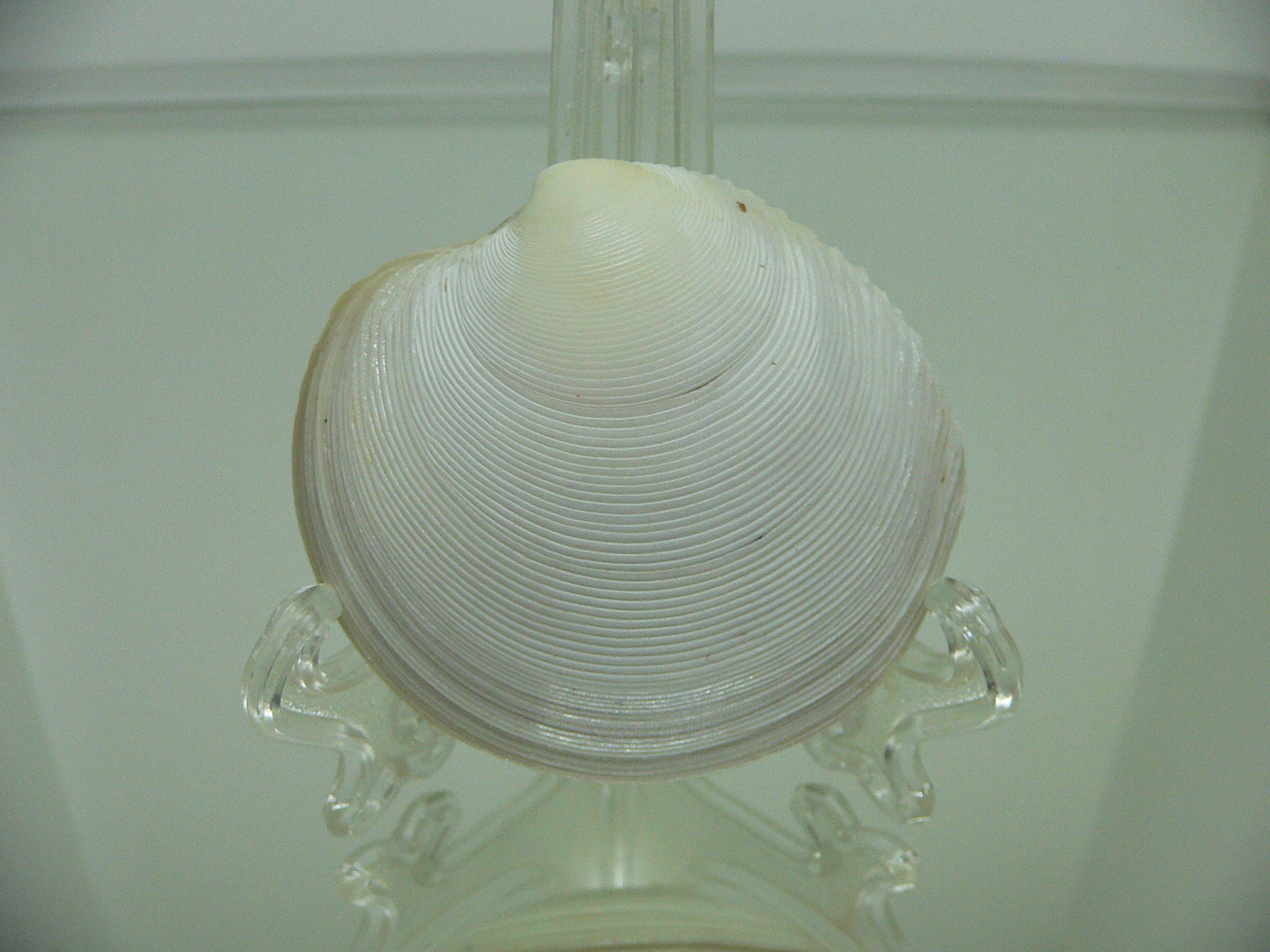 Dosinia japonica BIG