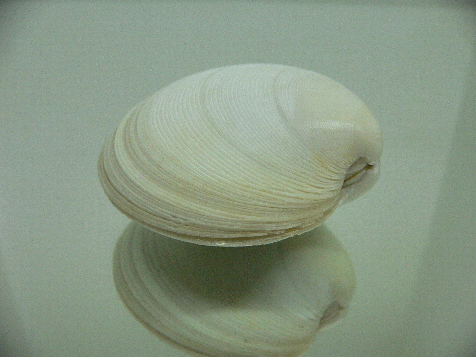 Dosinia japonica BIG