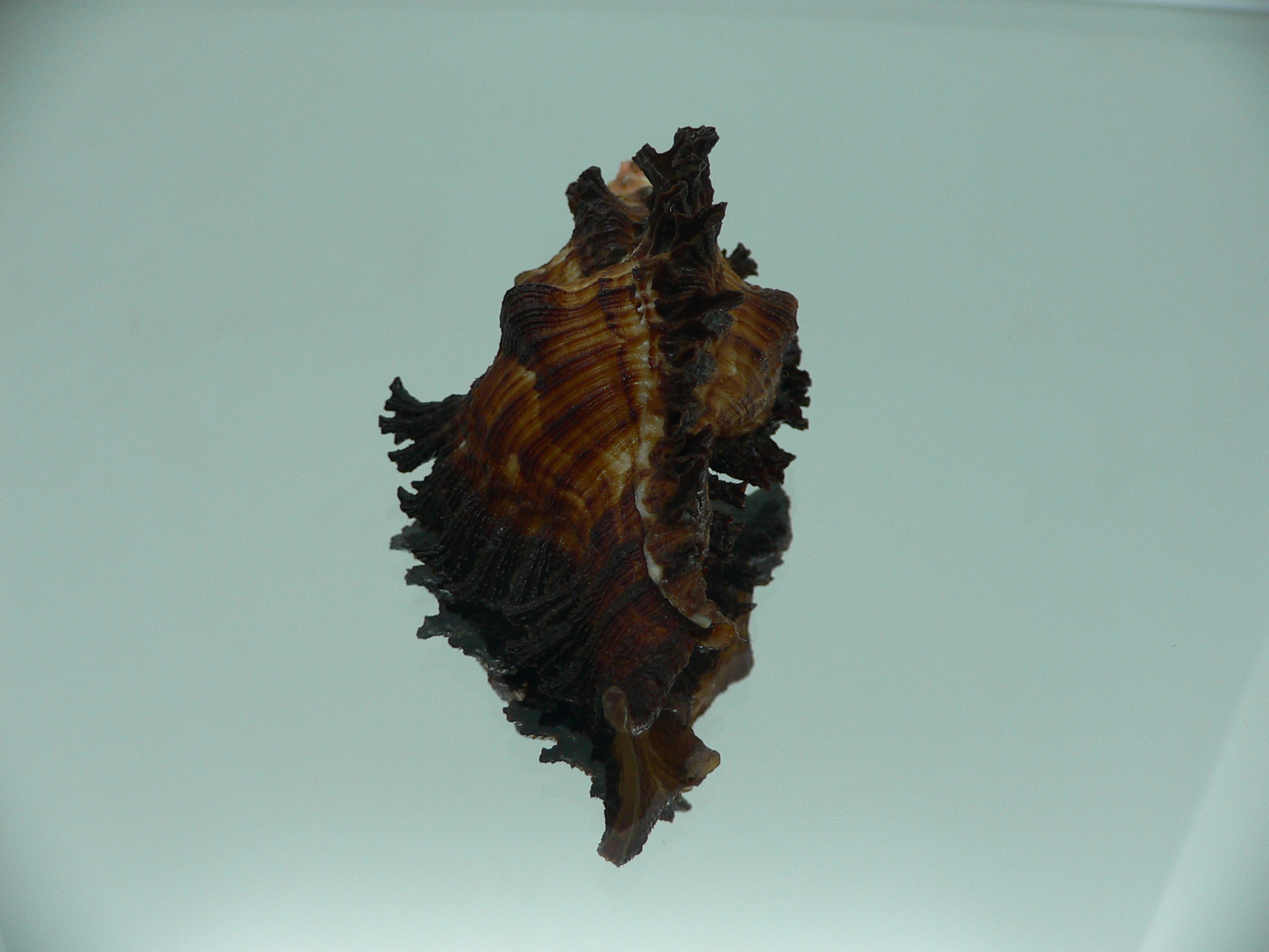 Chicoreus banksii IDEAL & DARK