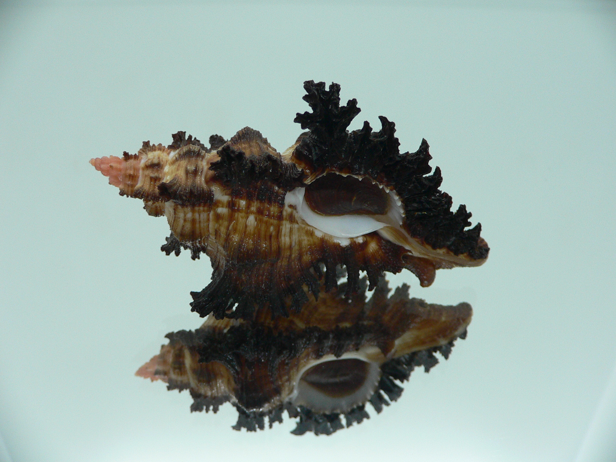 Chicoreus banksii IDEAL & DARK