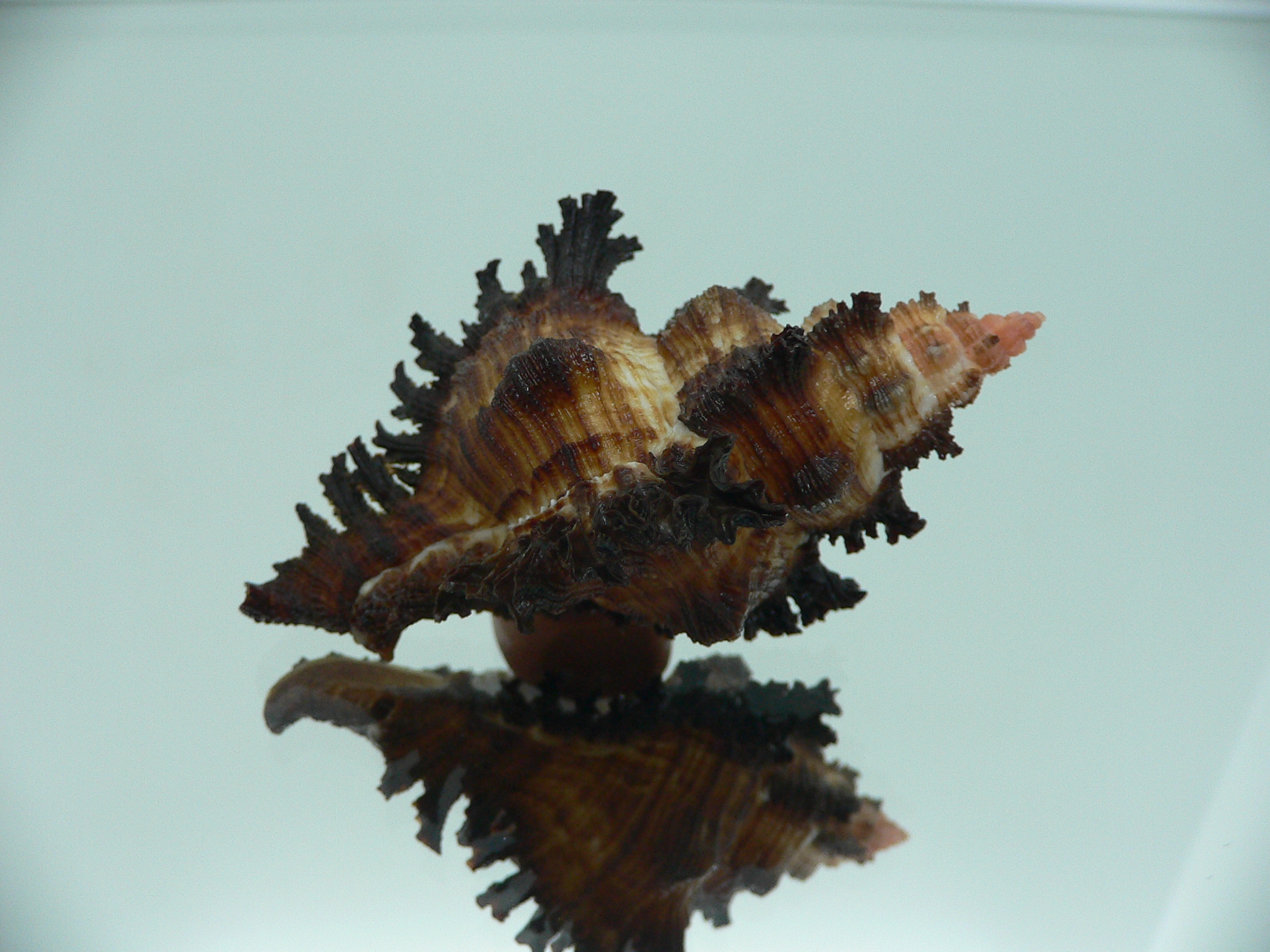 Chicoreus banksii IDEAL & DARK