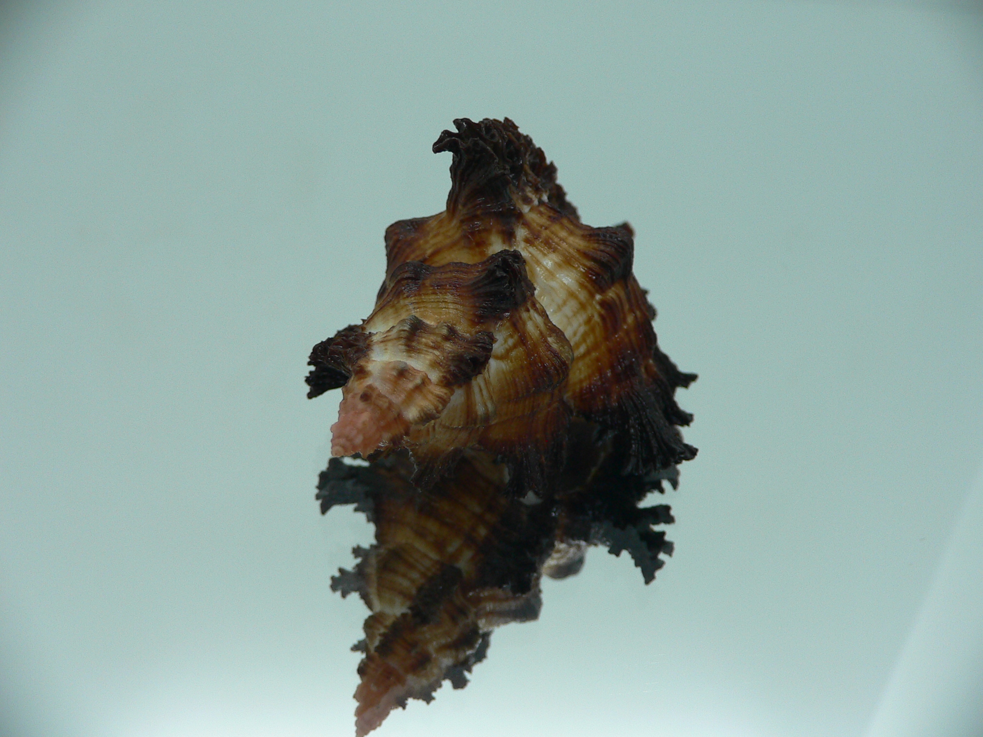 Chicoreus banksii IDEAL & DARK