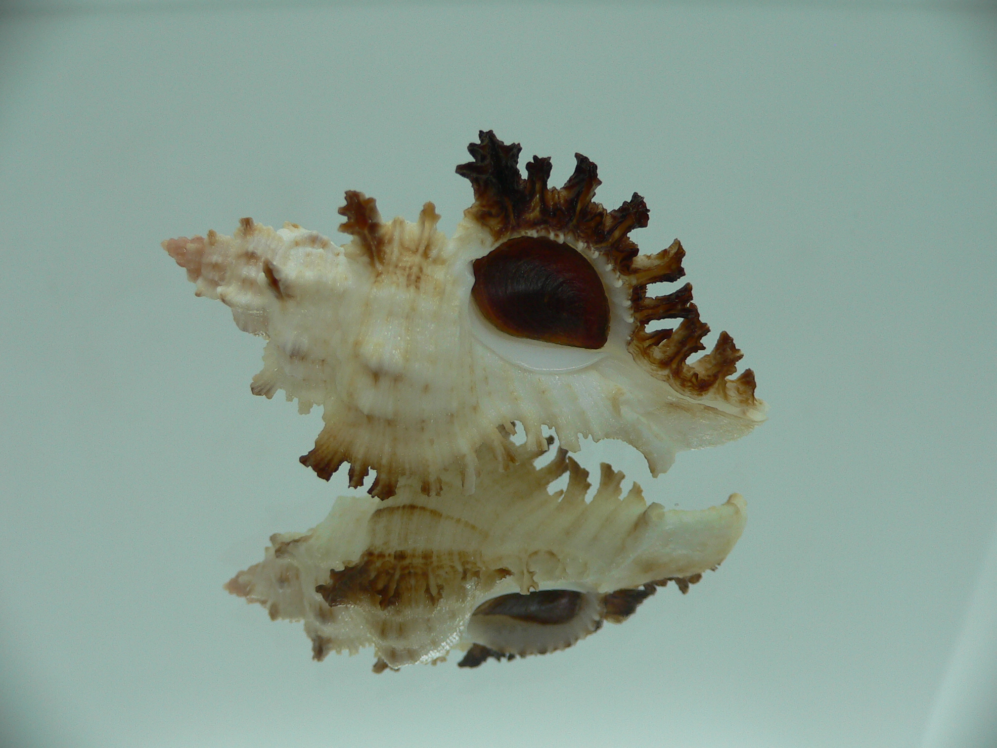 Chicoreus banksii IDEAL
