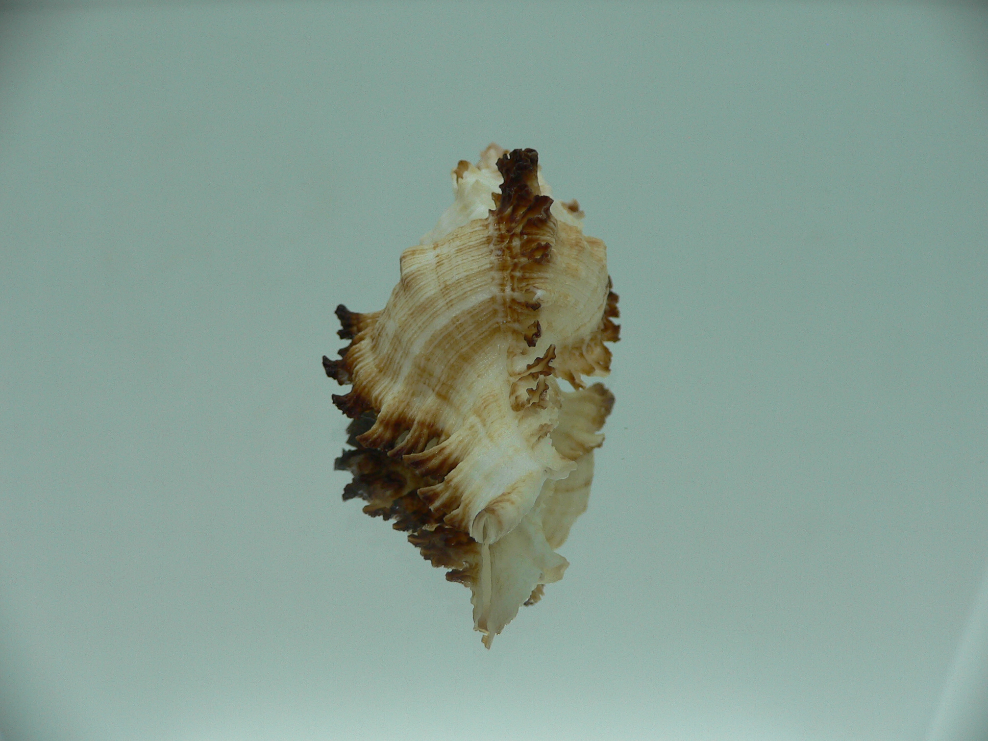 Chicoreus banksii IDEAL