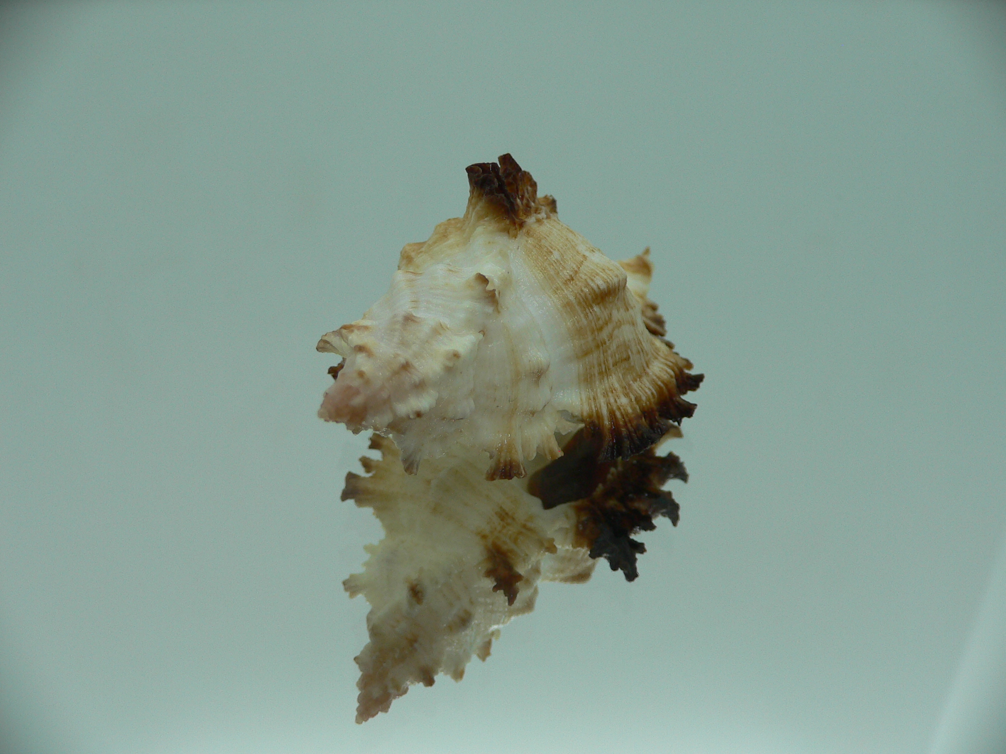 Chicoreus banksii IDEAL