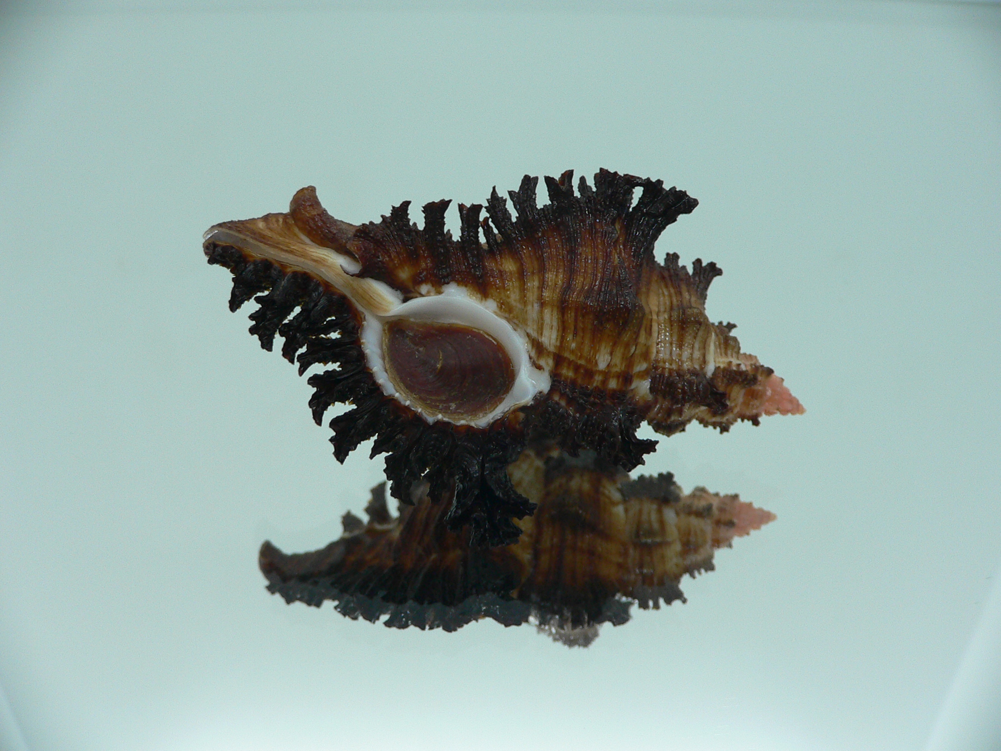 Chicoreus banksii IDEAL & DARK