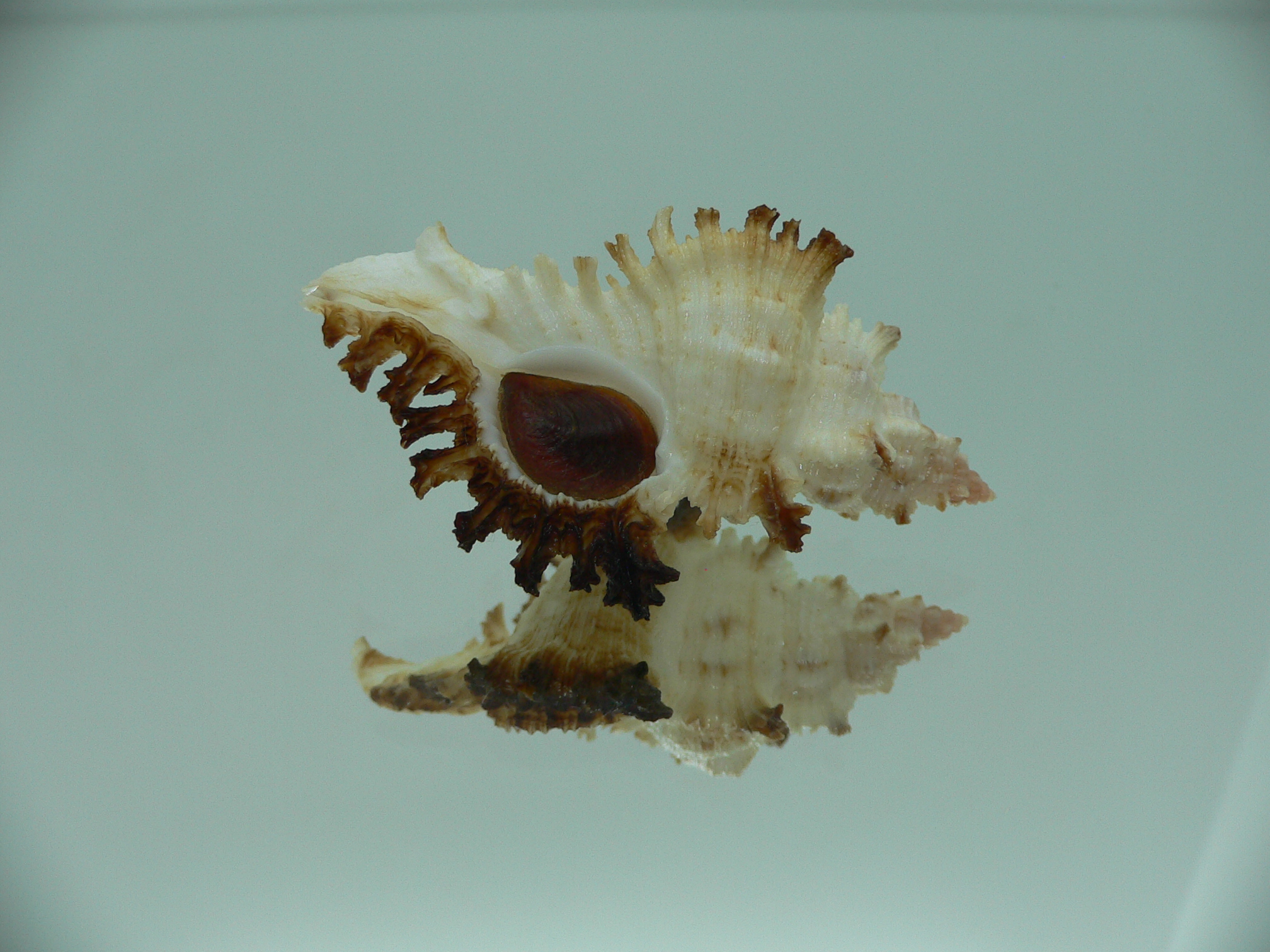 Chicoreus banksii IDEAL