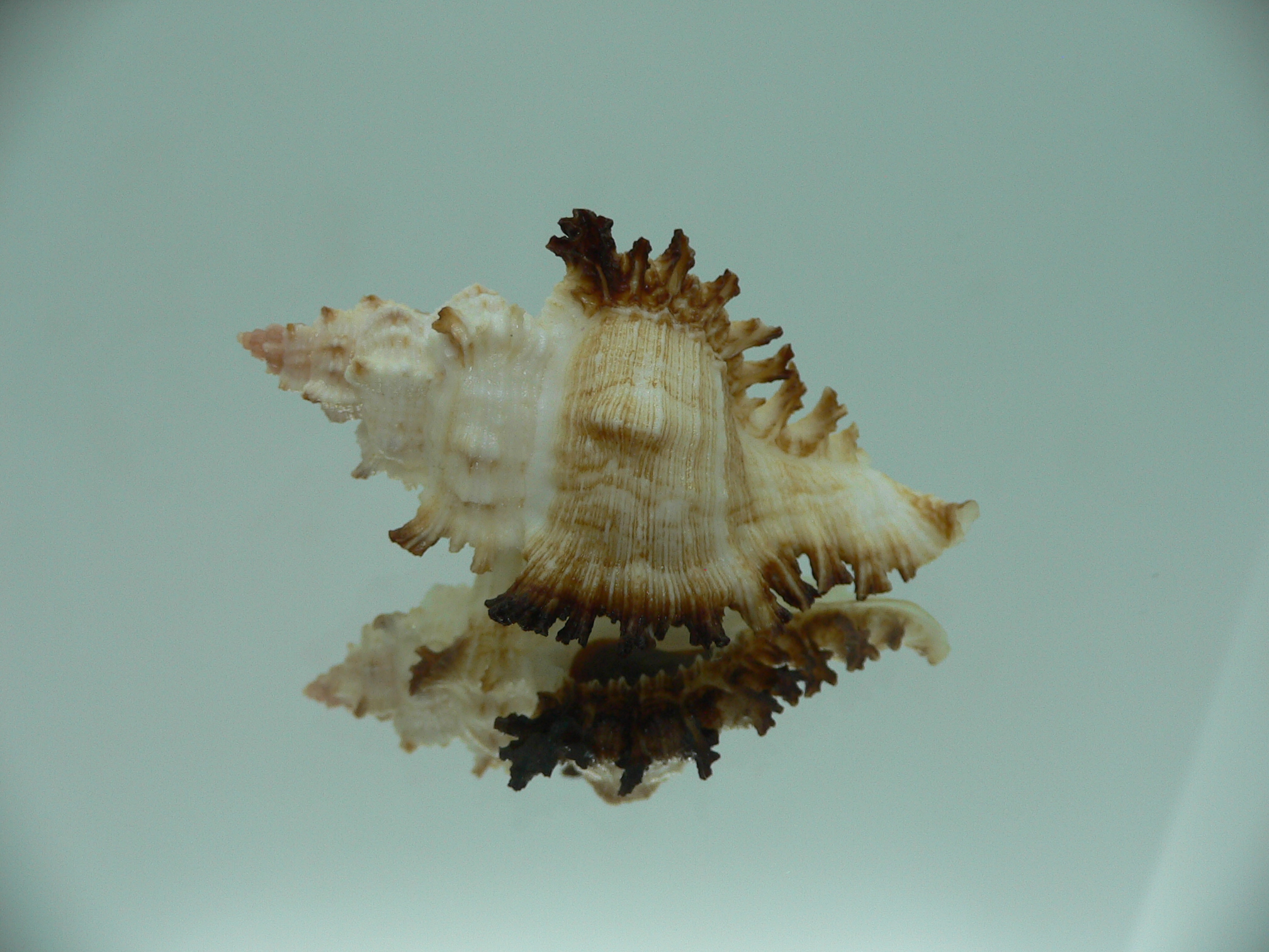 Chicoreus banksii IDEAL