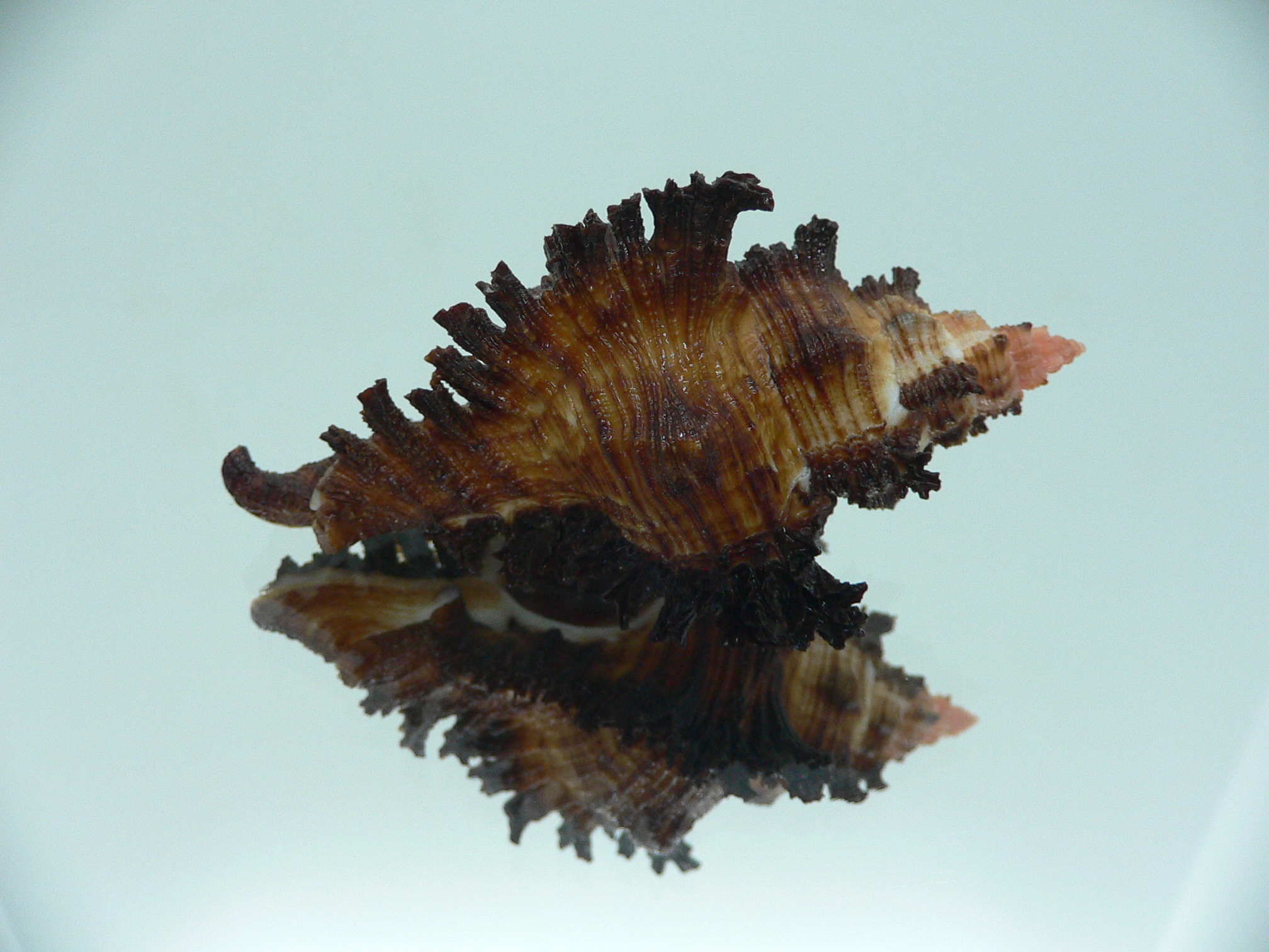Chicoreus banksii IDEAL & DARK