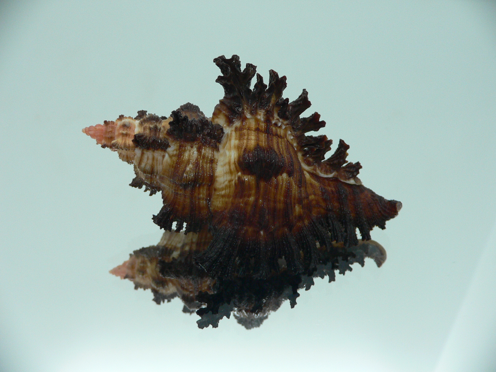 Chicoreus banksii IDEAL & DARK