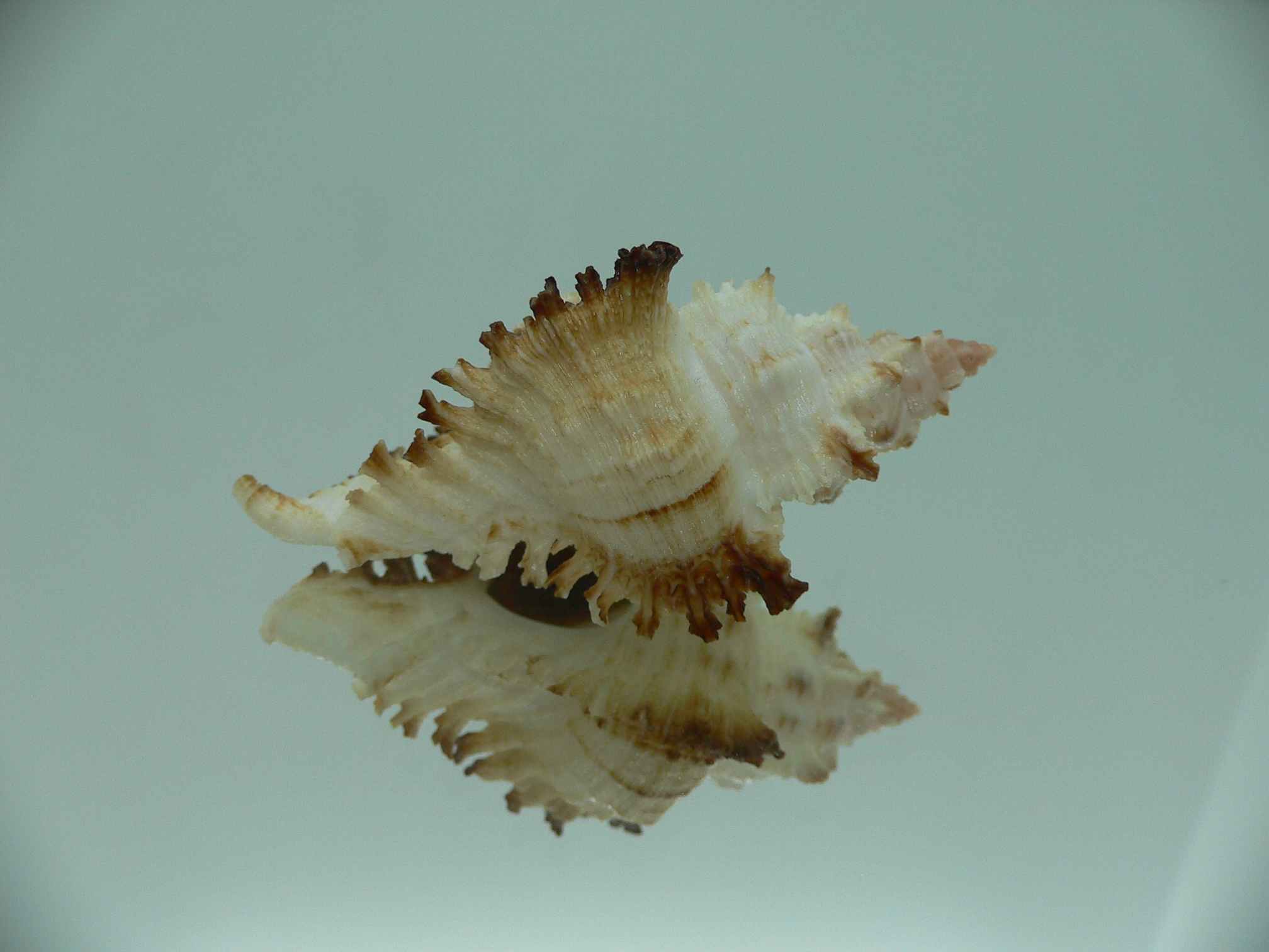 Chicoreus banksii IDEAL