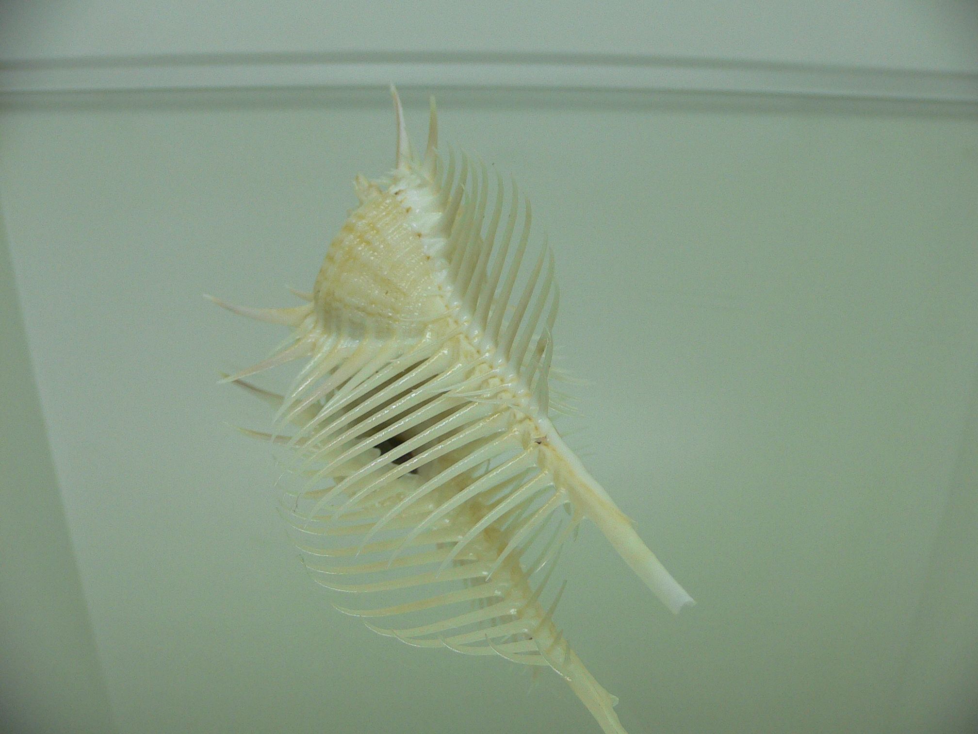 Murex pecten pecten FREAK