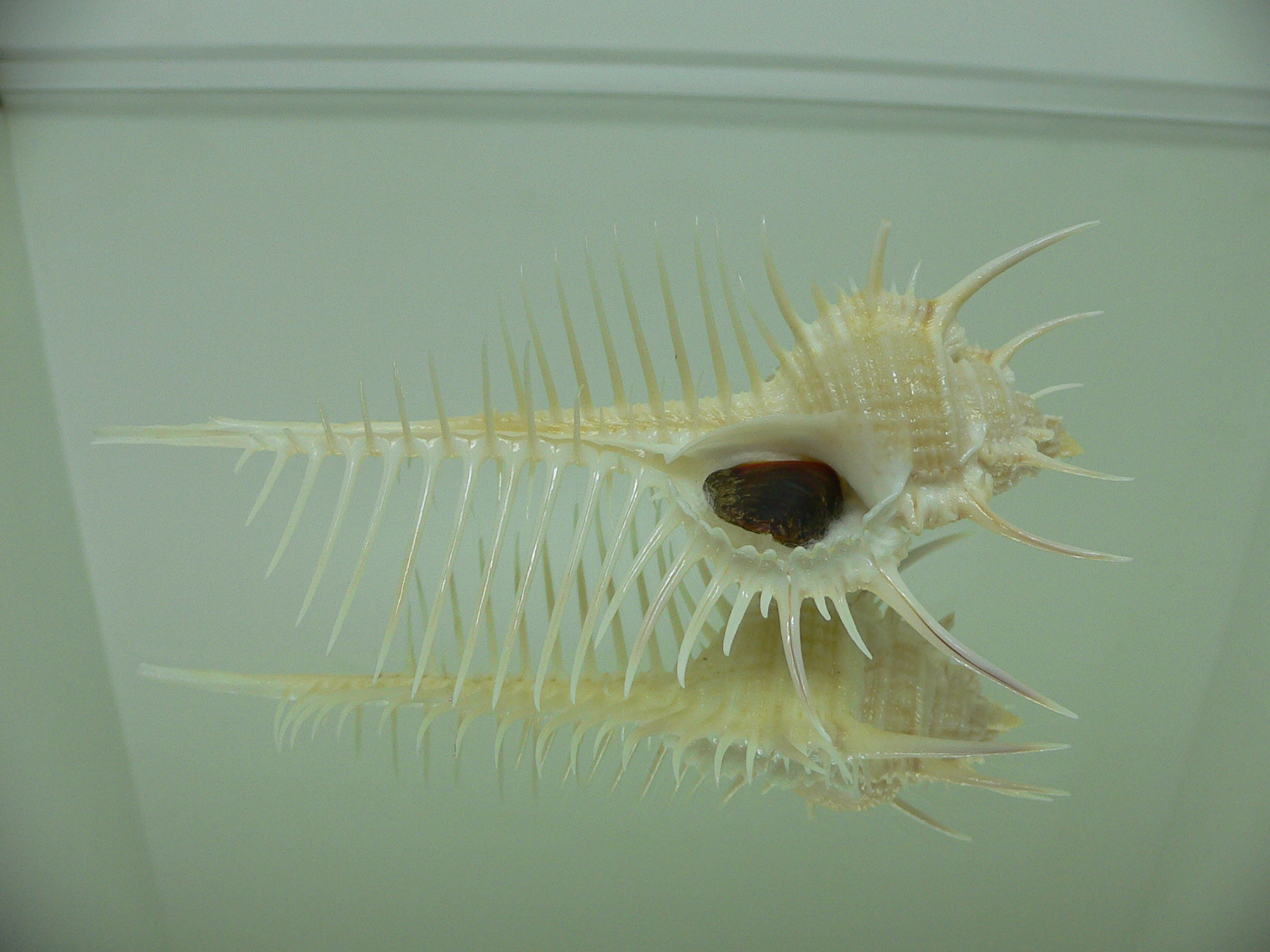 Murex pecten pecten FREAK