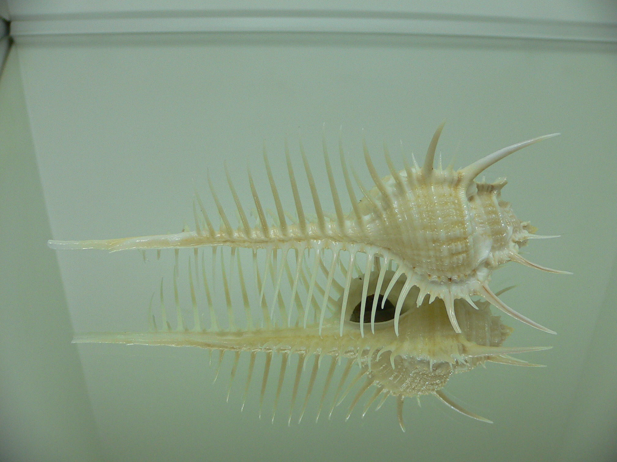 Murex pecten pecten FREAK