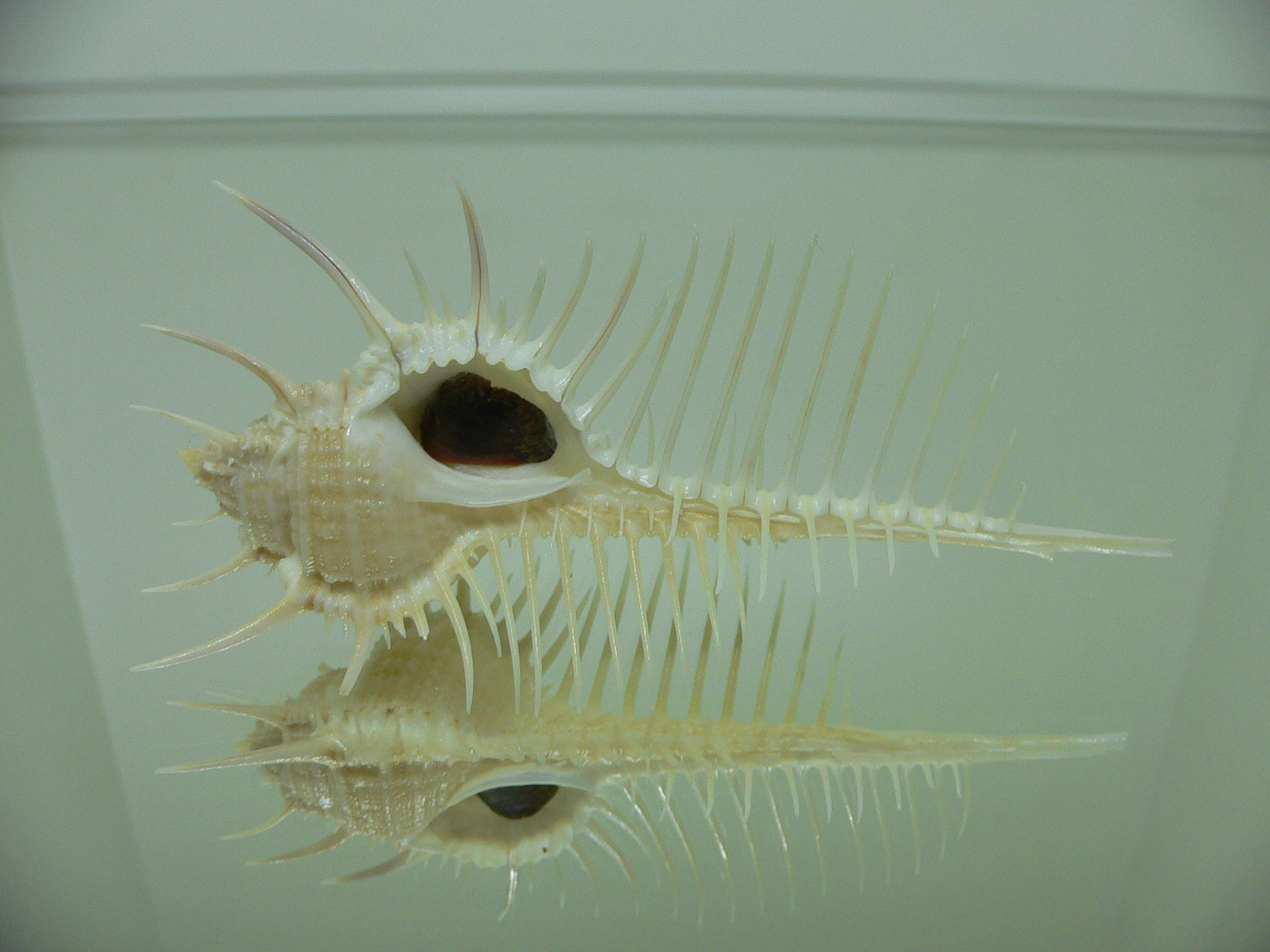 Murex pecten pecten FREAK