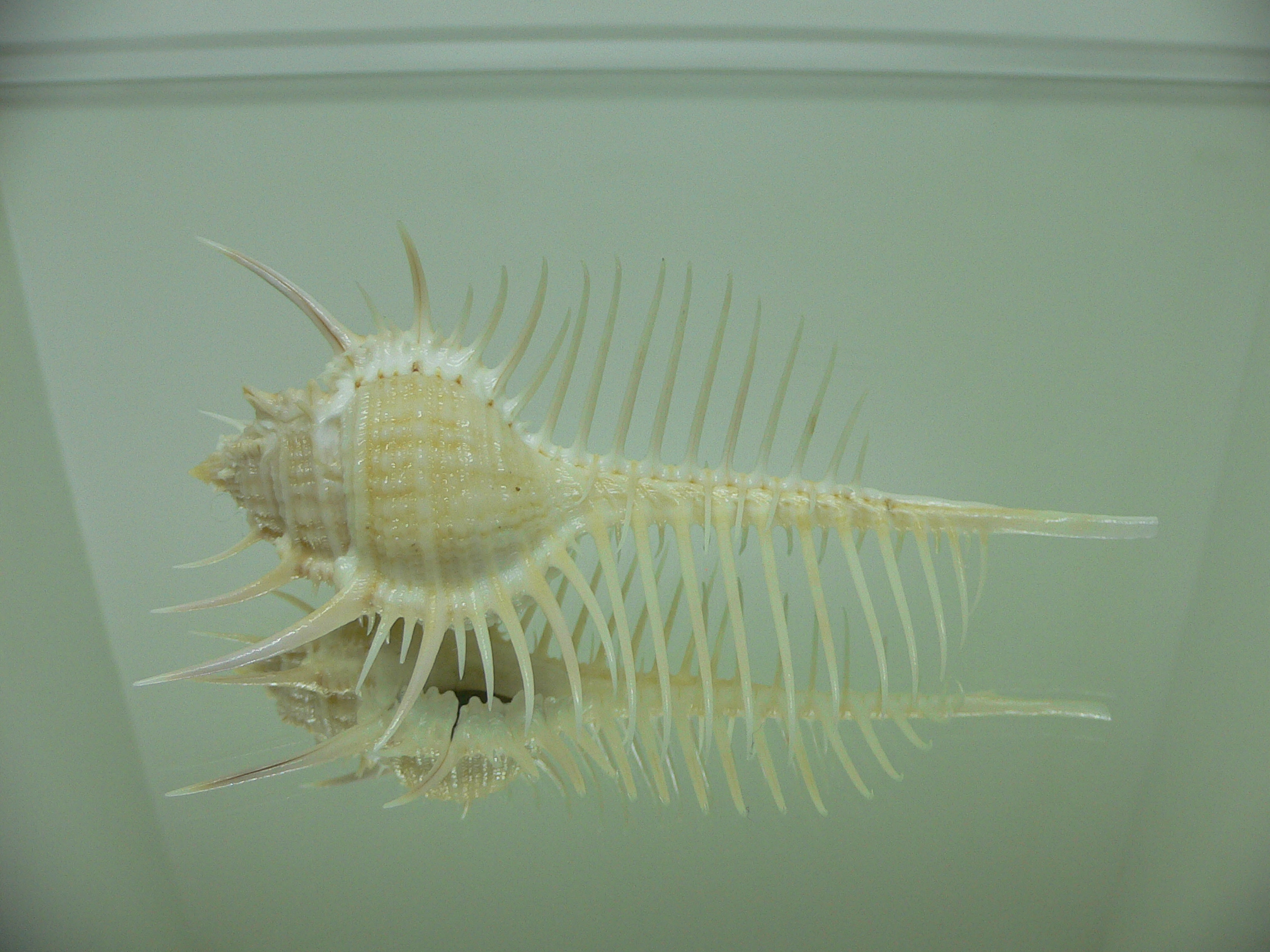 Murex pecten pecten FREAK