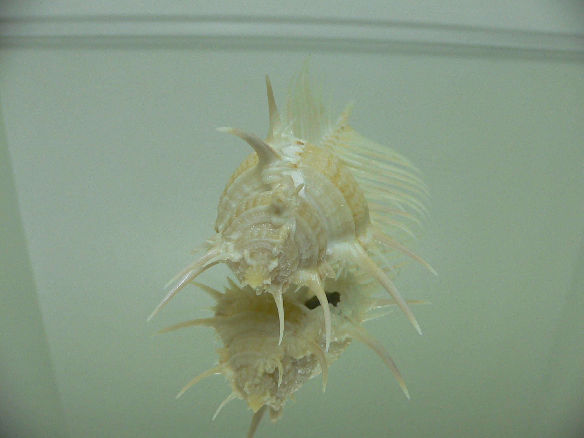 Murex pecten pecten FREAK