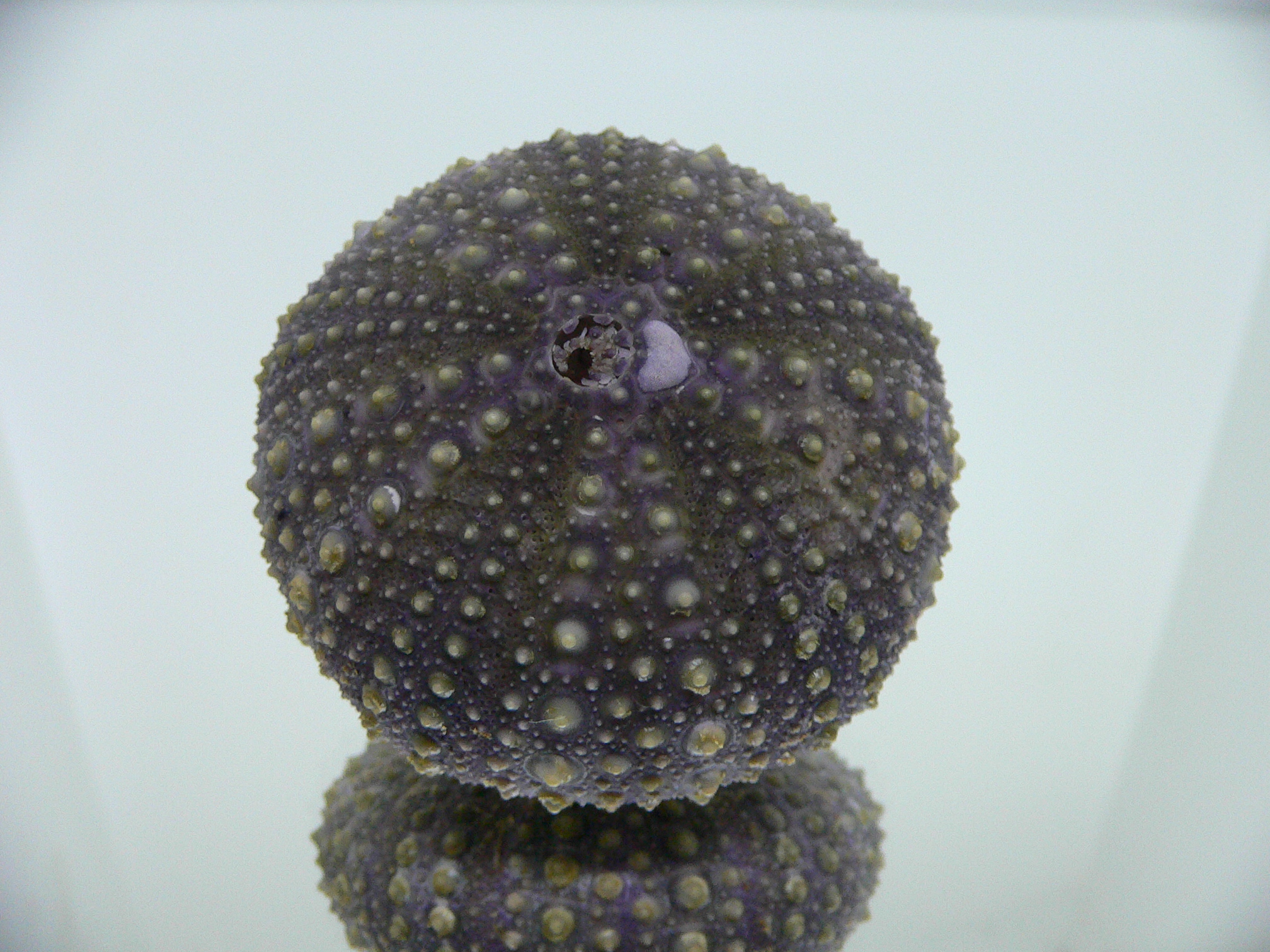 Mesocentrotus nudus DARK
