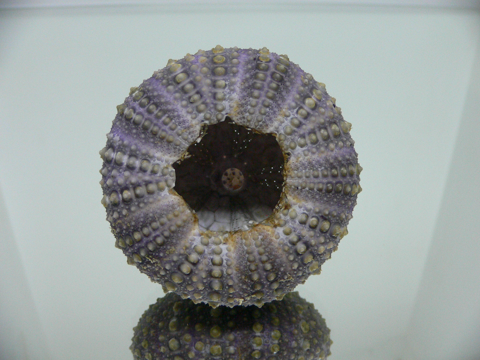 Mesocentrotus nudus DARK