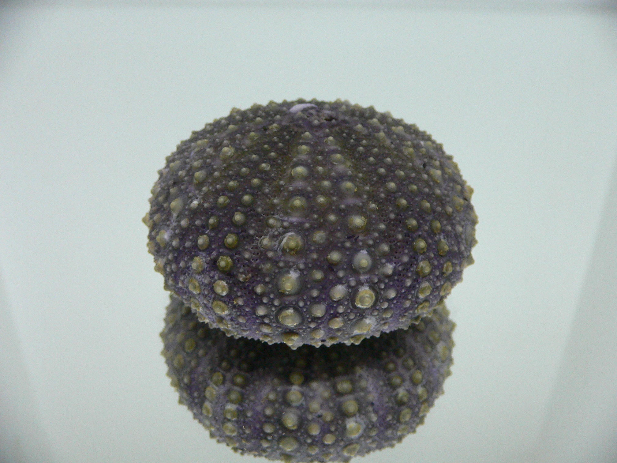 Mesocentrotus nudus DARK