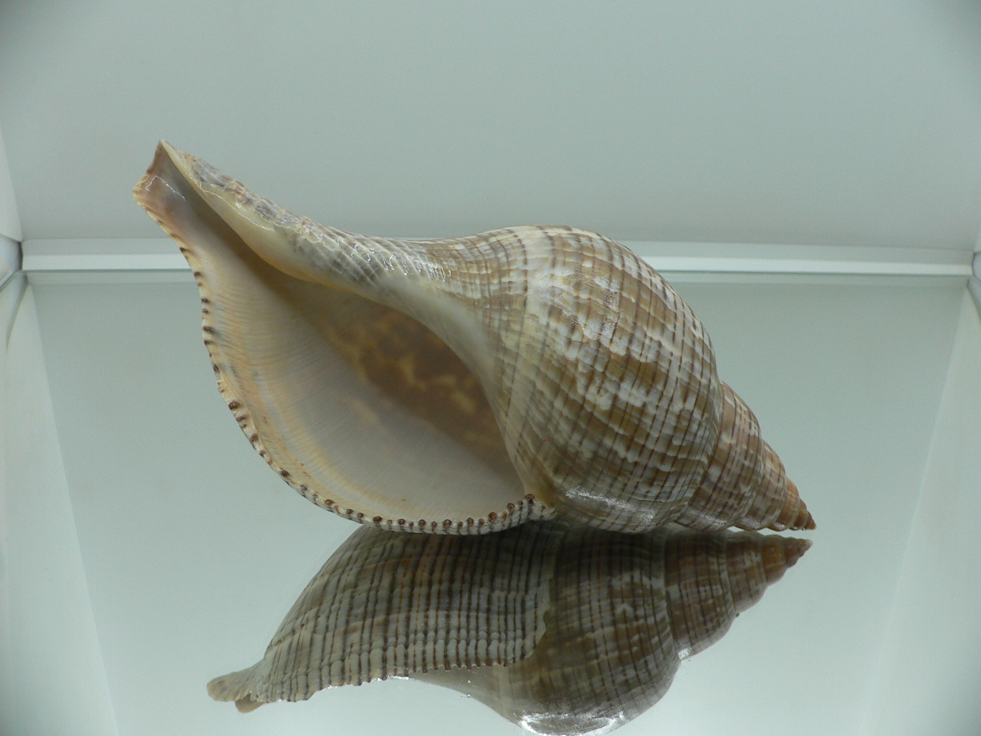 Fasciolaria tulipa BIG