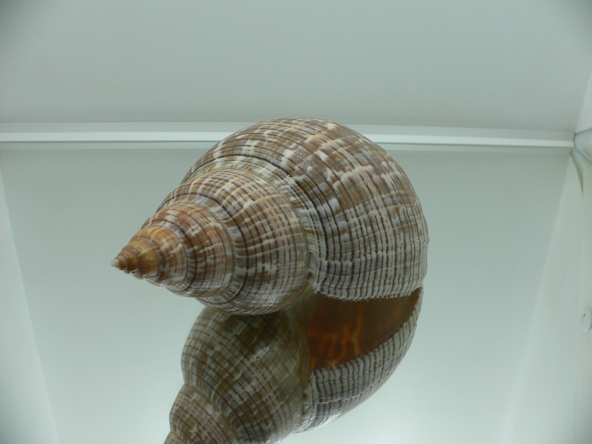 Fasciolaria tulipa BIG